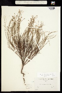 Helianthemum scoparium image
