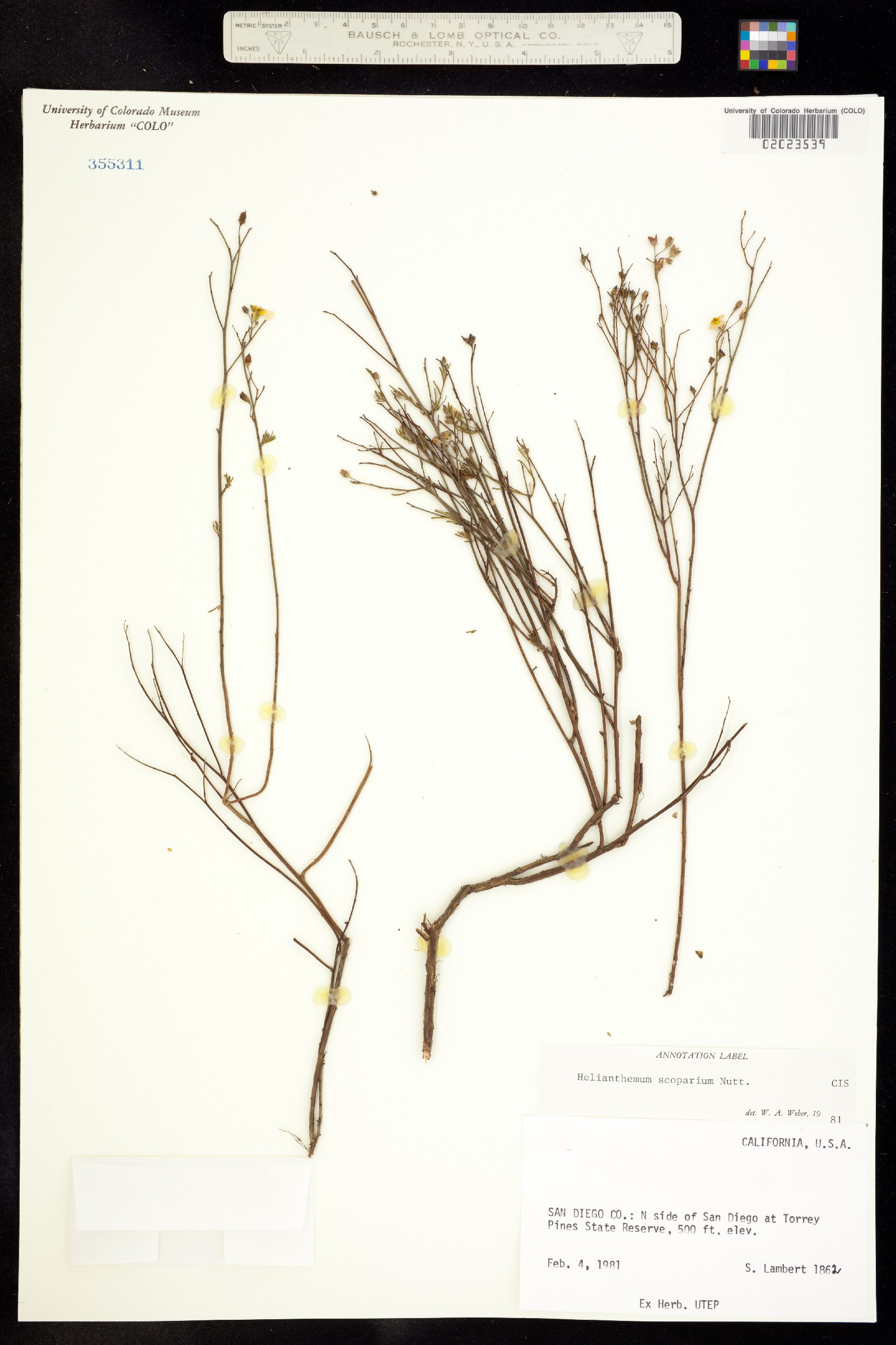 Helianthemum scoparium image