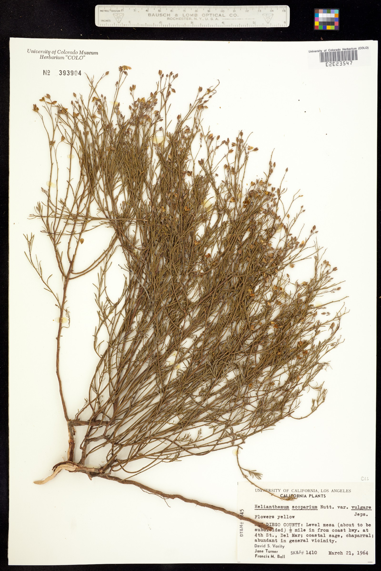 Helianthemum scoparium image