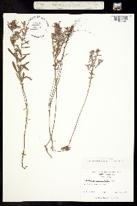 Image of Crocanthemum rosmarinifolium