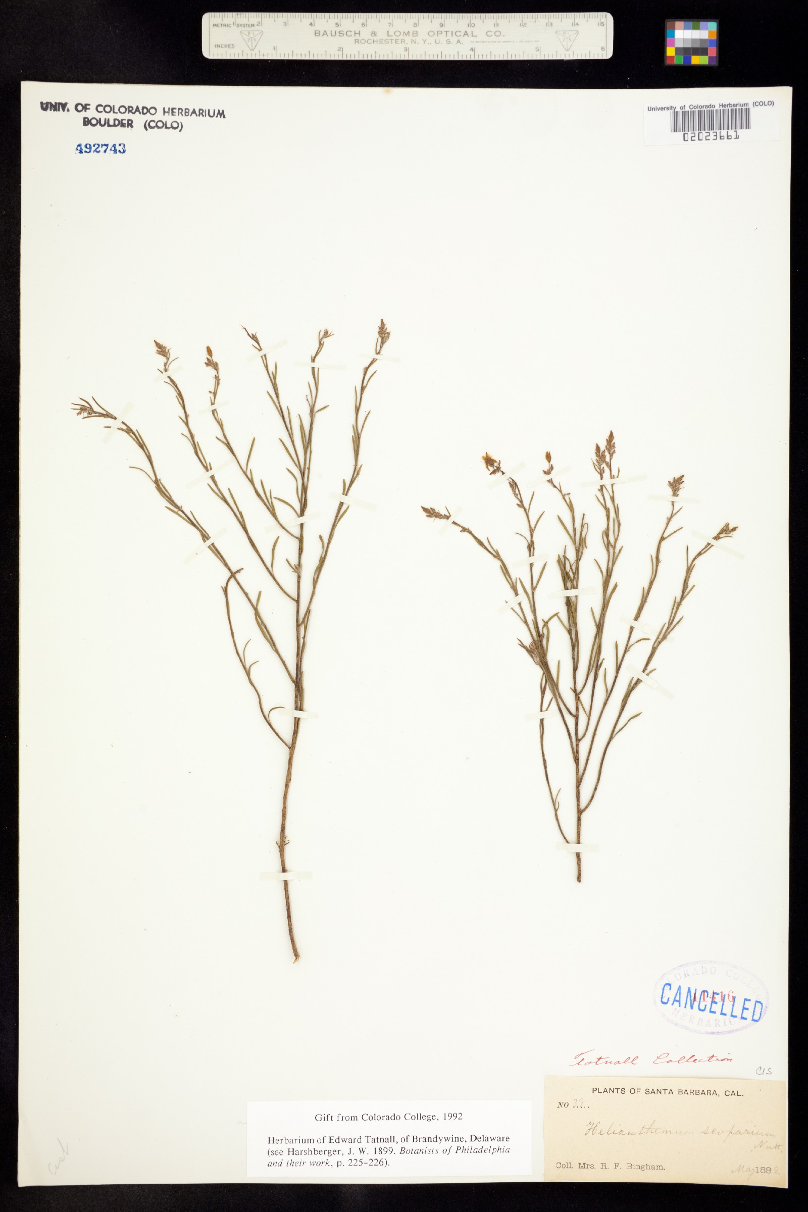 Helianthemum scoparium image