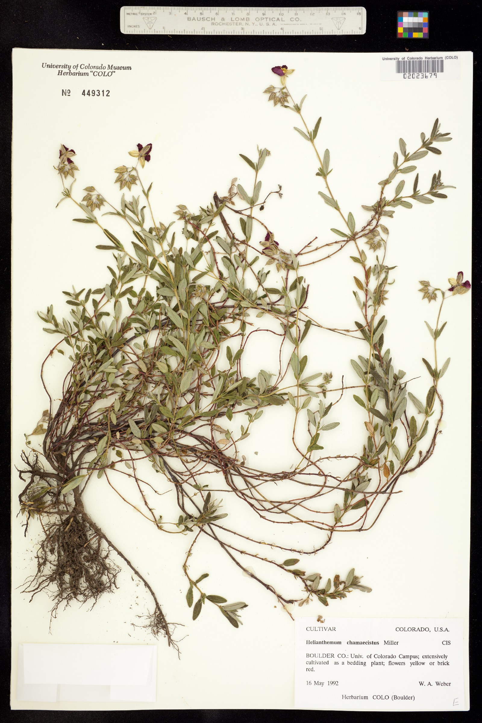 Helianthemum nummularium image