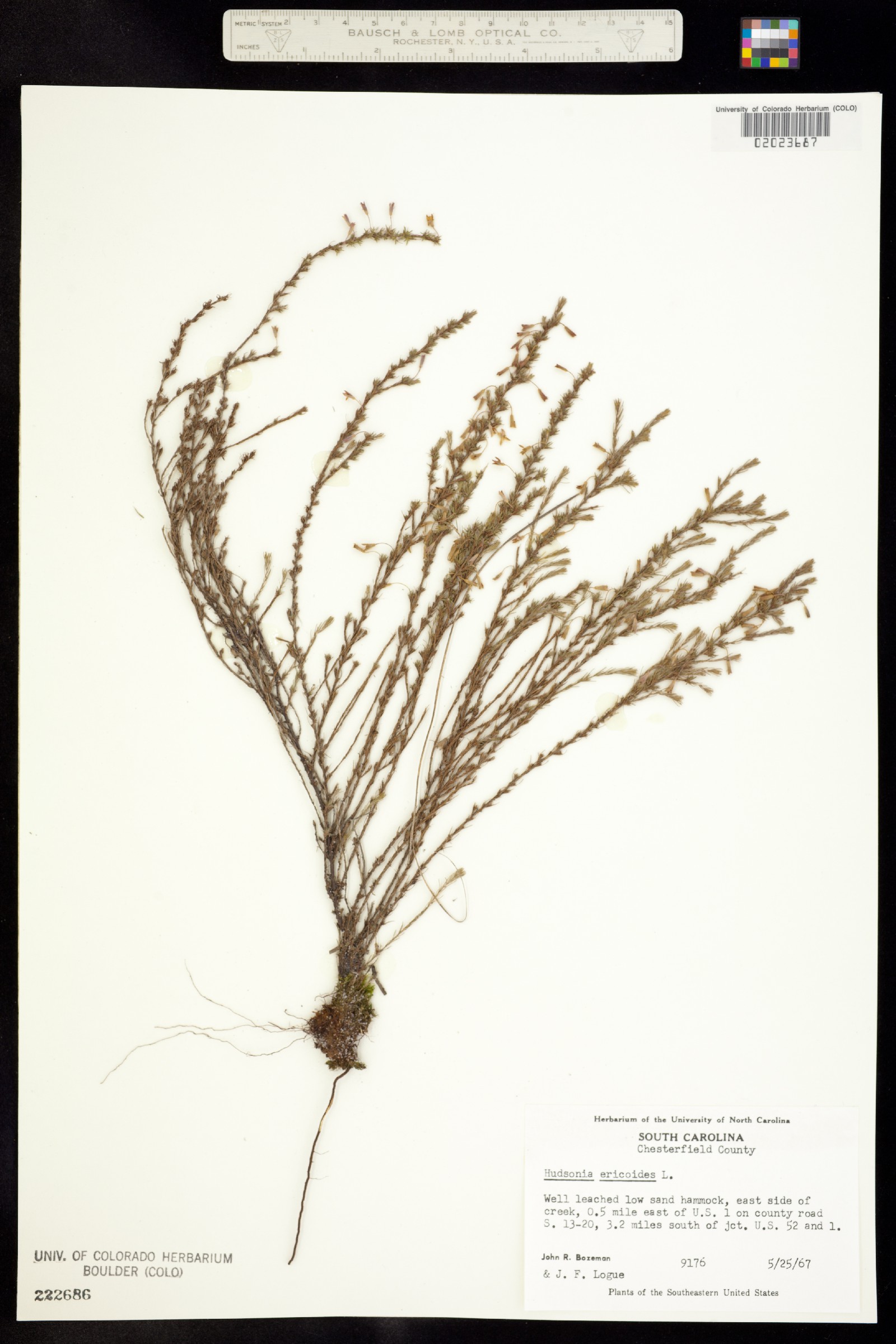 Hudsonia ericoides image