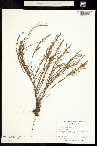 Image of Hudsonia ericoides