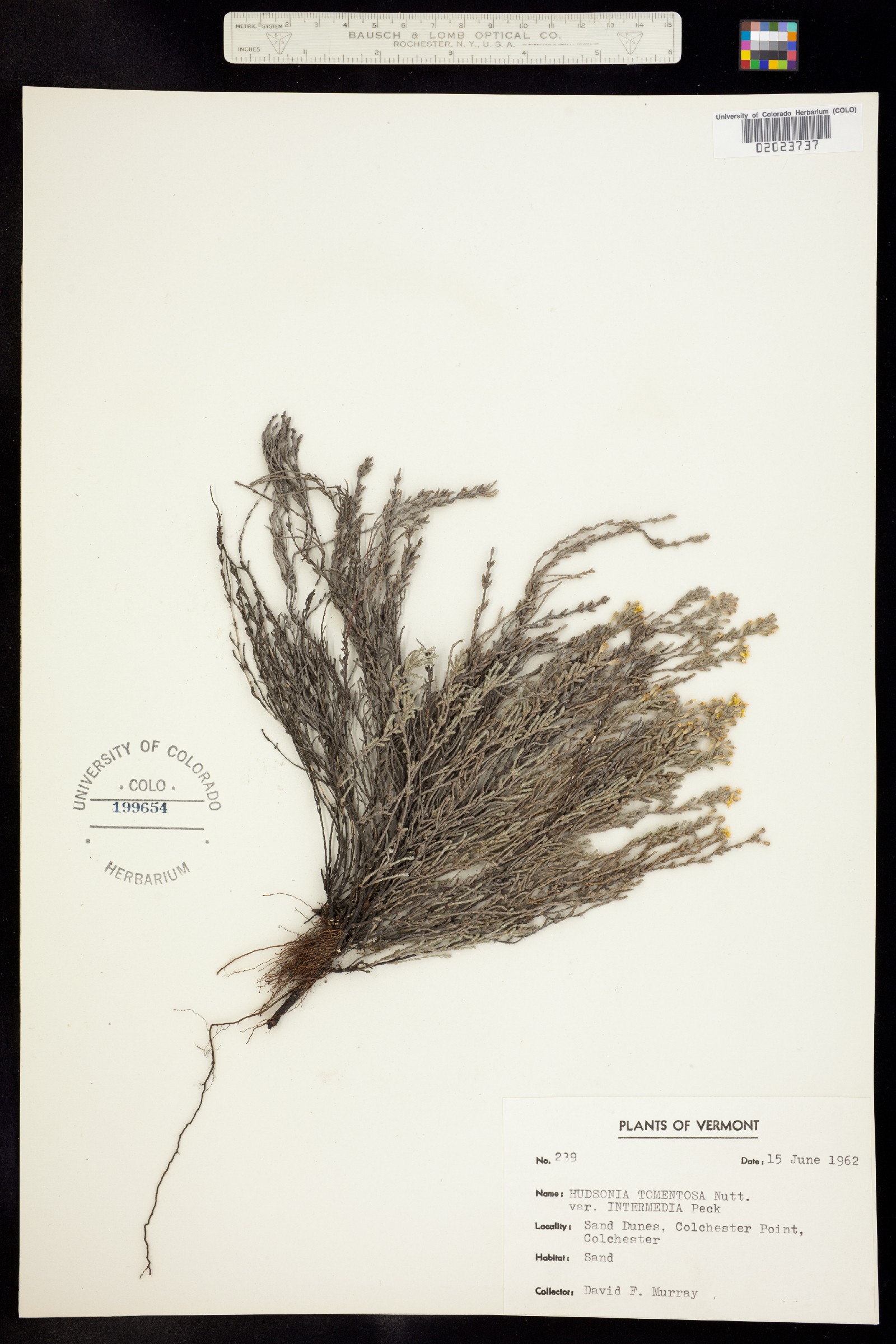 Hudsonia tomentosa image