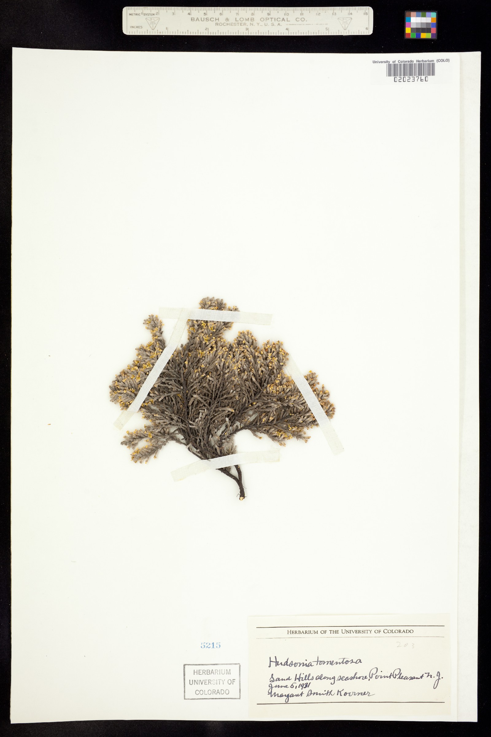 Hudsonia image