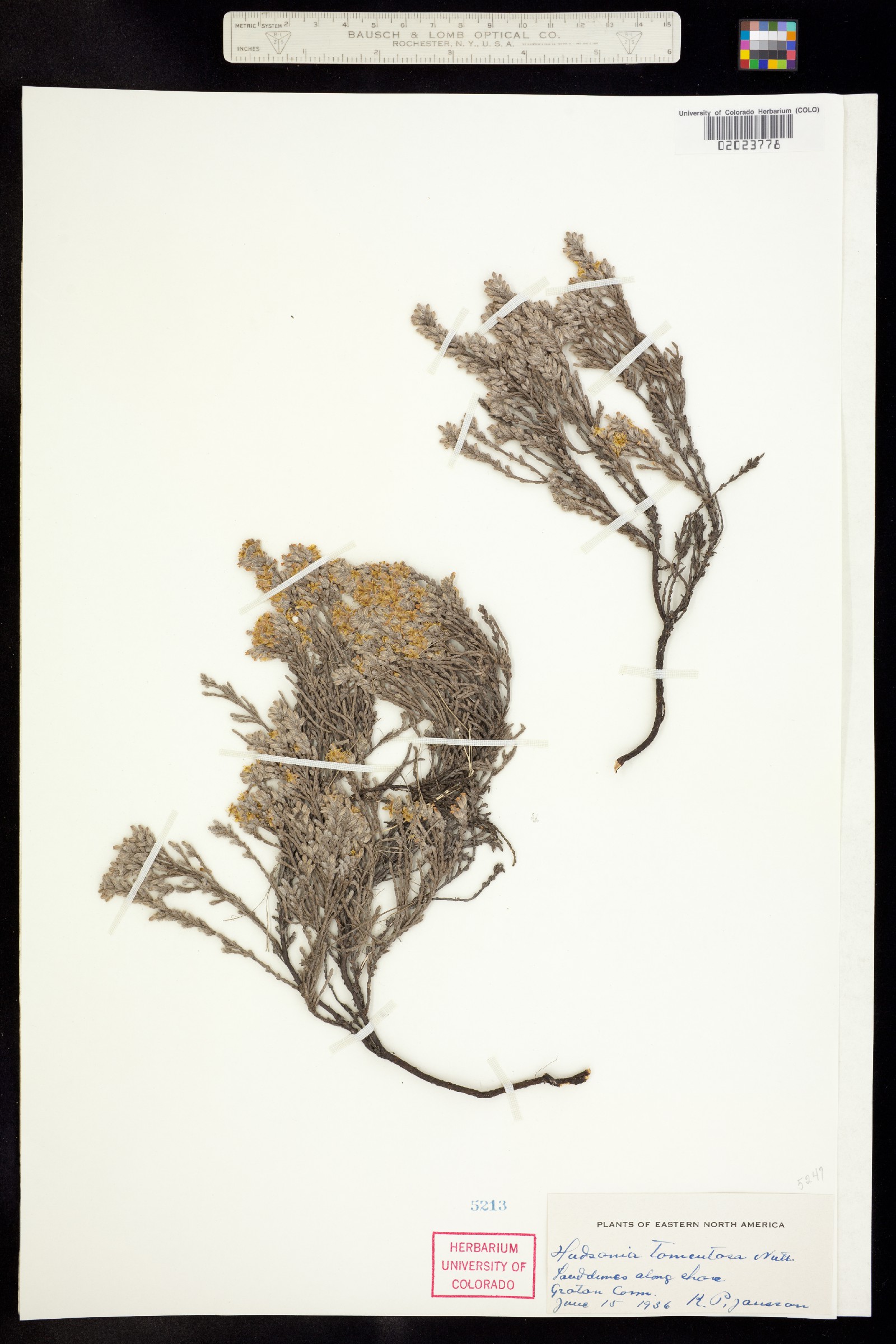 Hudsonia tomentosa image