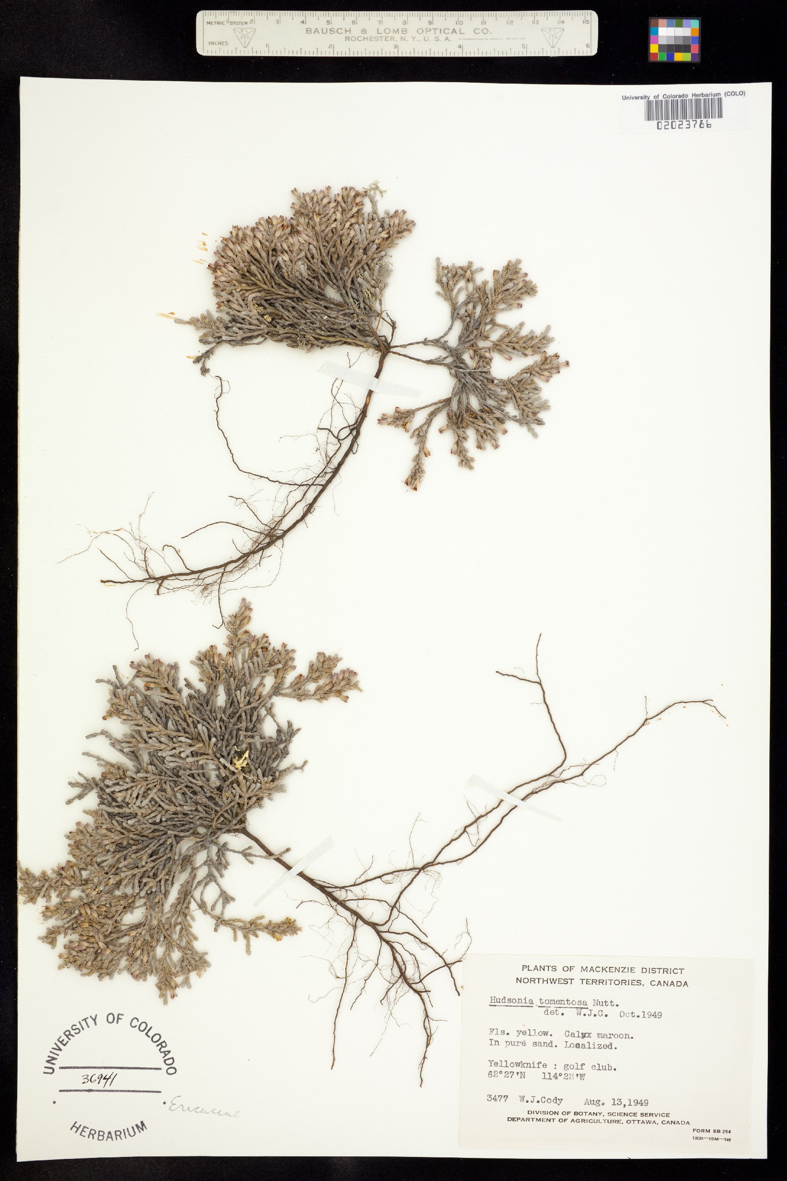 Hudsonia tomentosa image