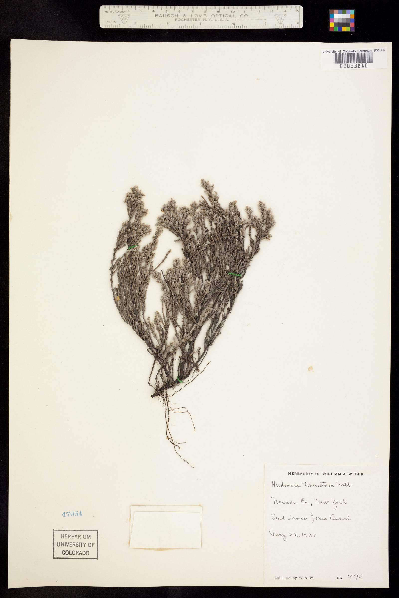 Hudsonia tomentosa image