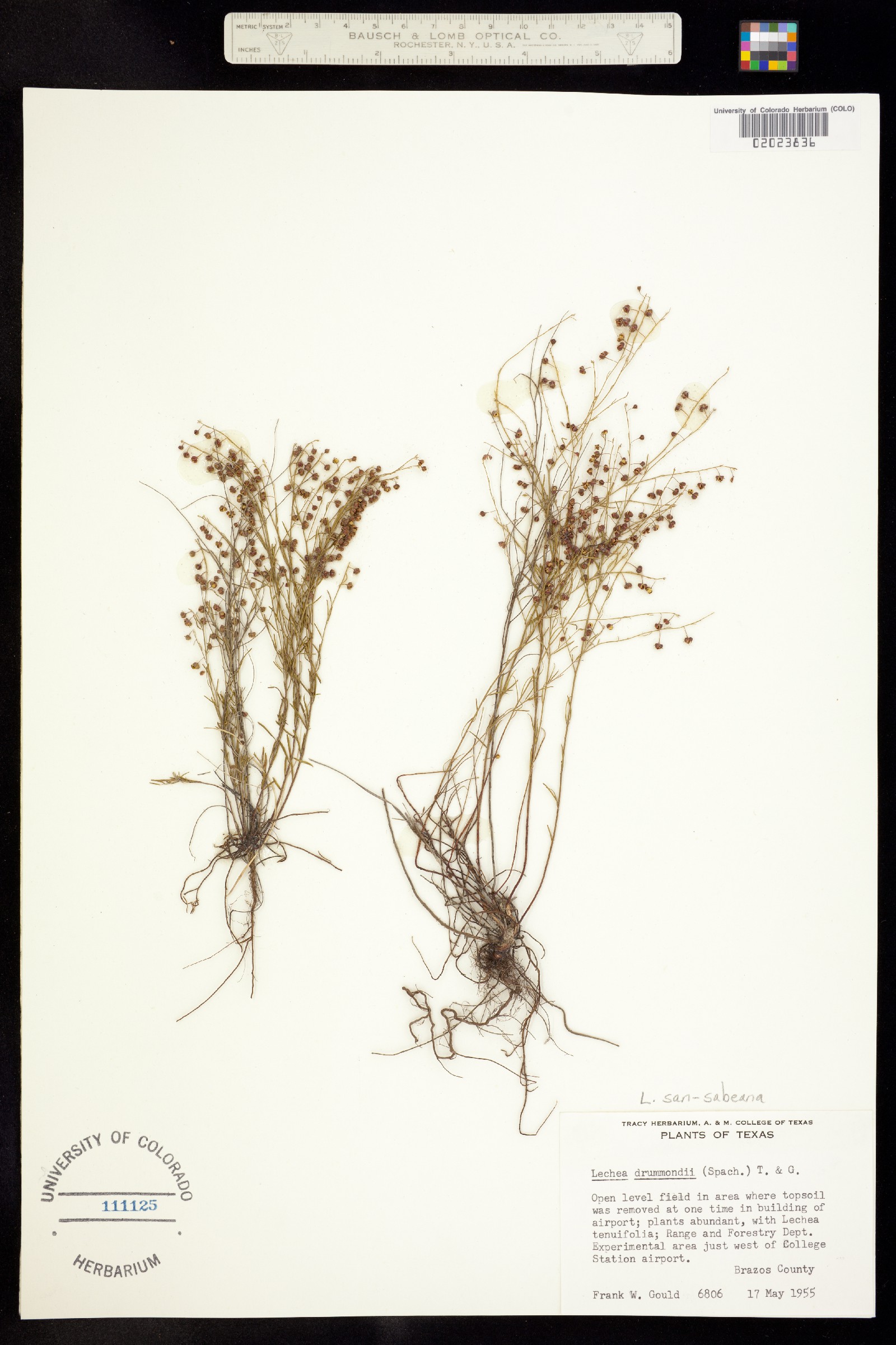 Lechea sansabeana image