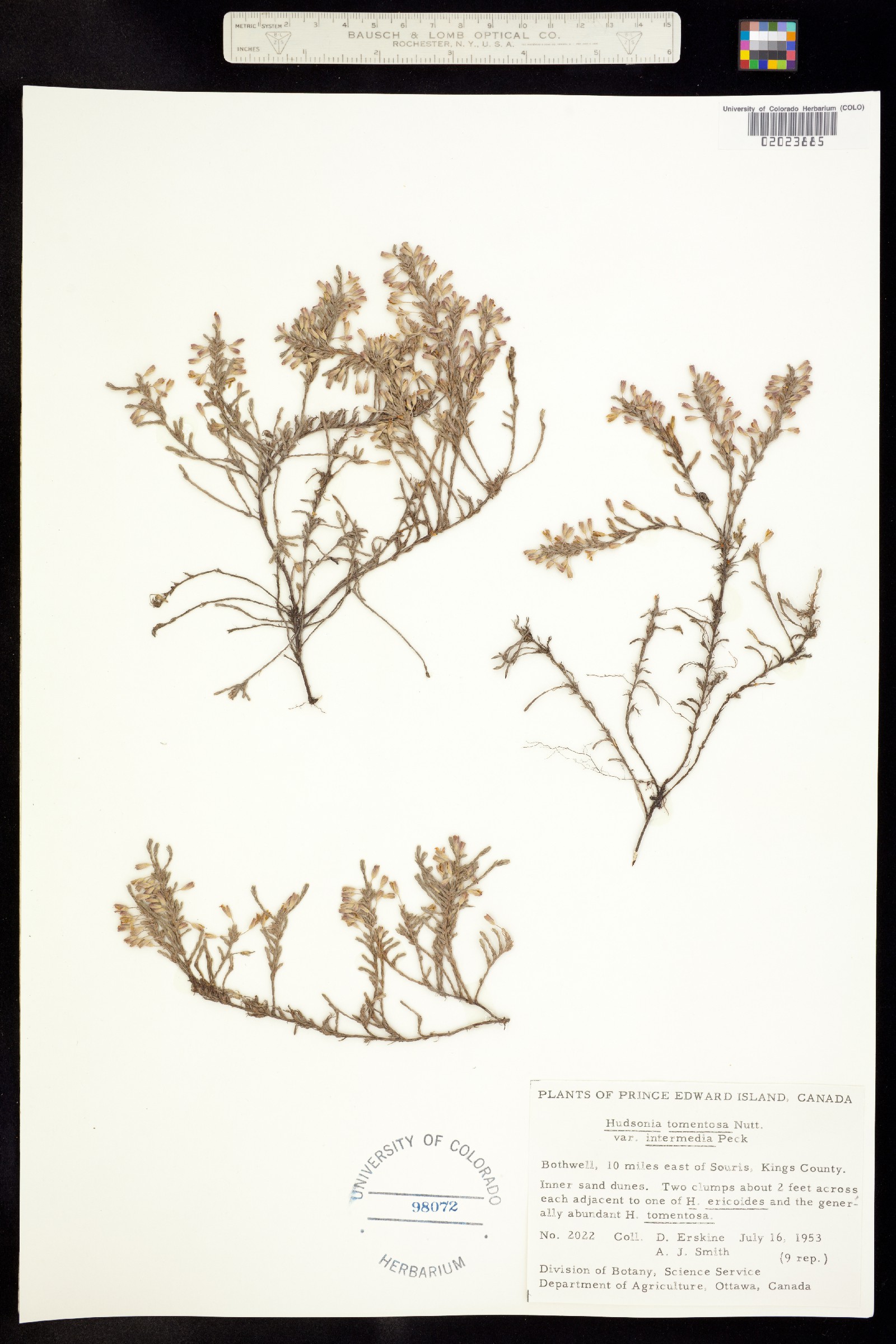 Hudsonia tomentosa image