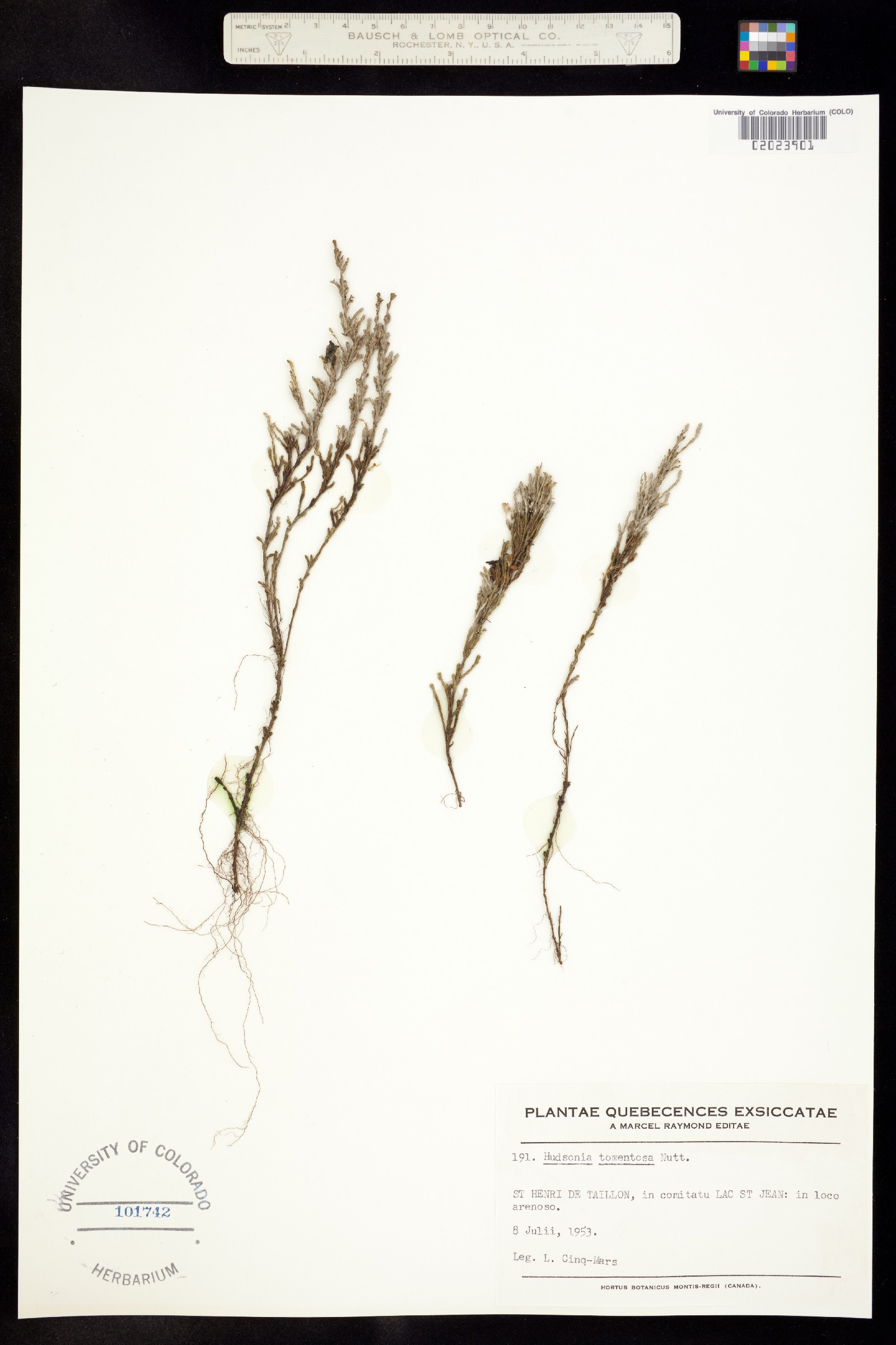 Hudsonia image