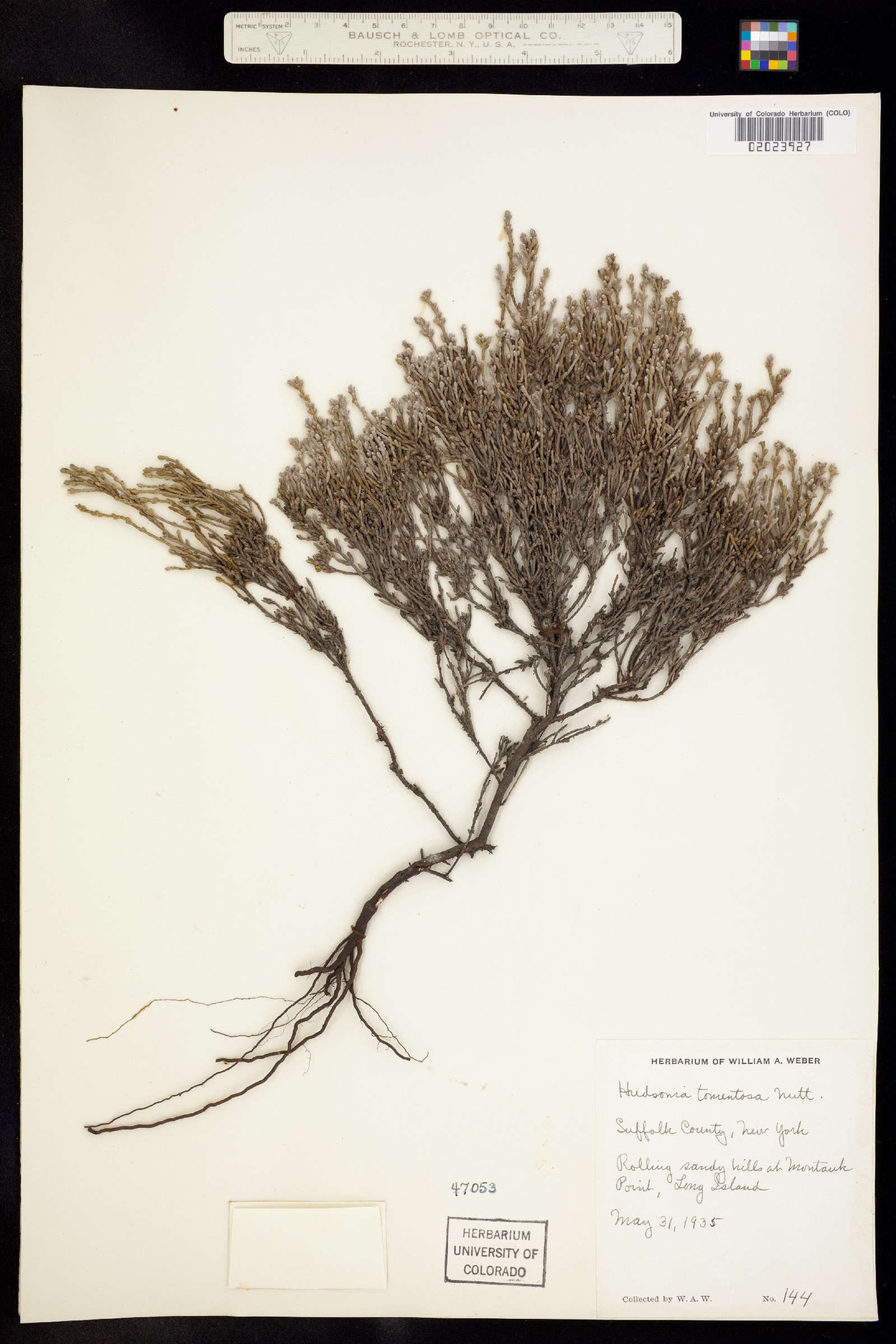 Hudsonia tomentosa image