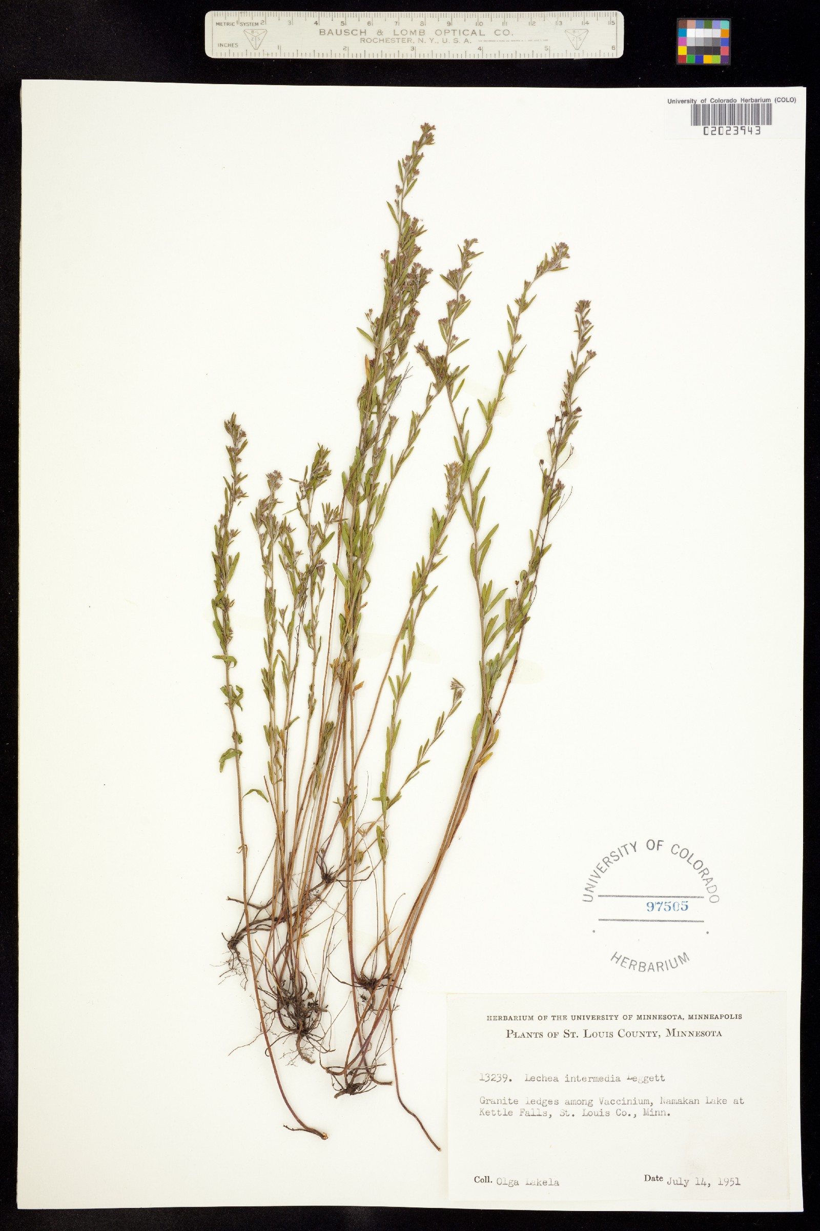 Lechea intermedia image