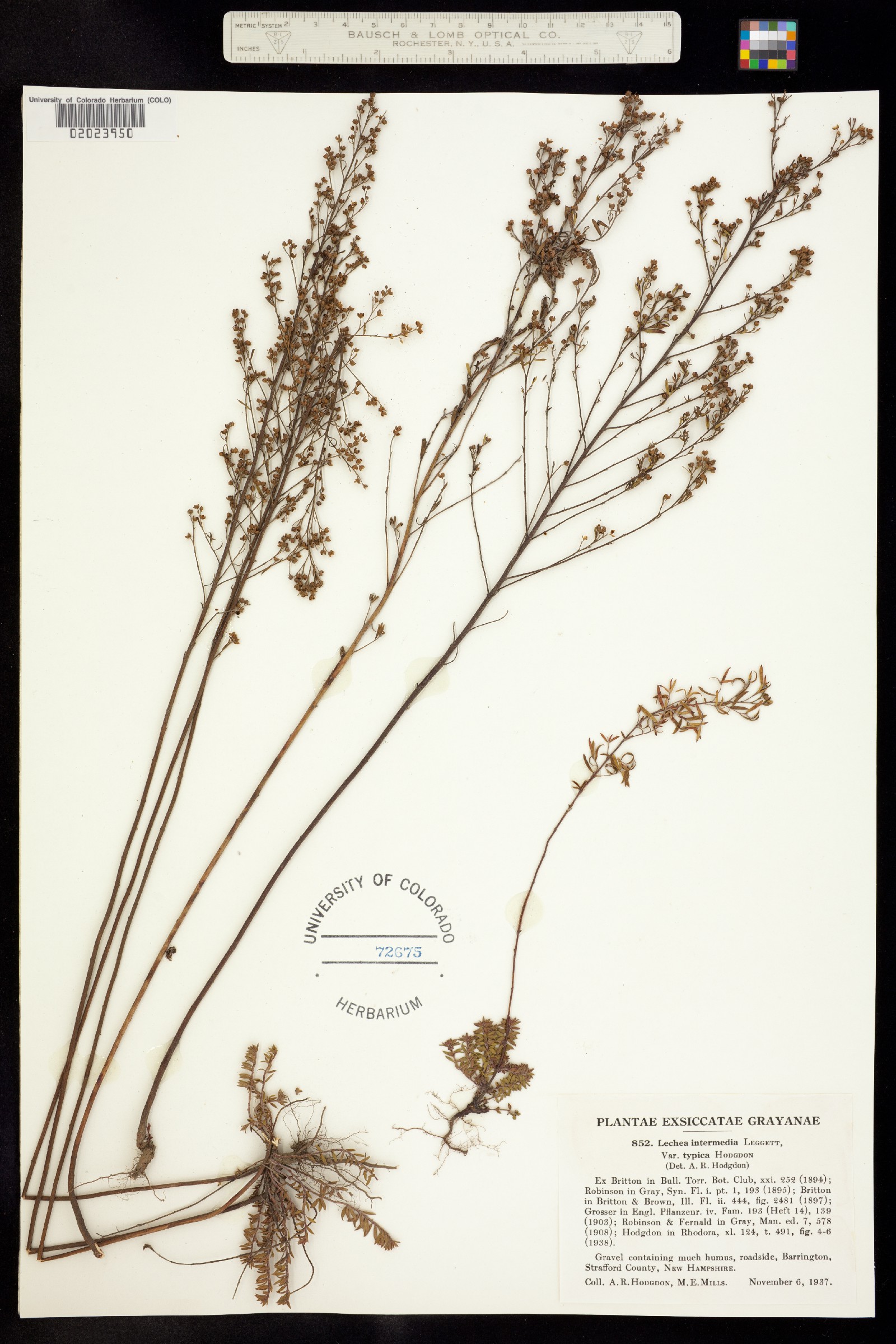 Lechea intermedia image