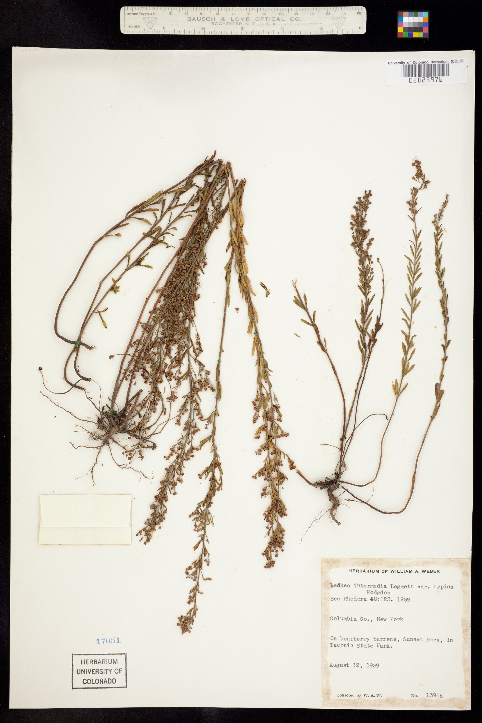 Lechea intermedia image