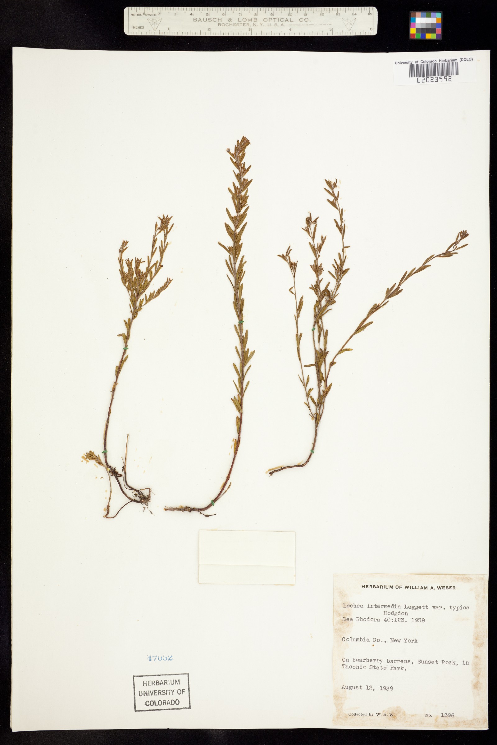 Lechea intermedia image