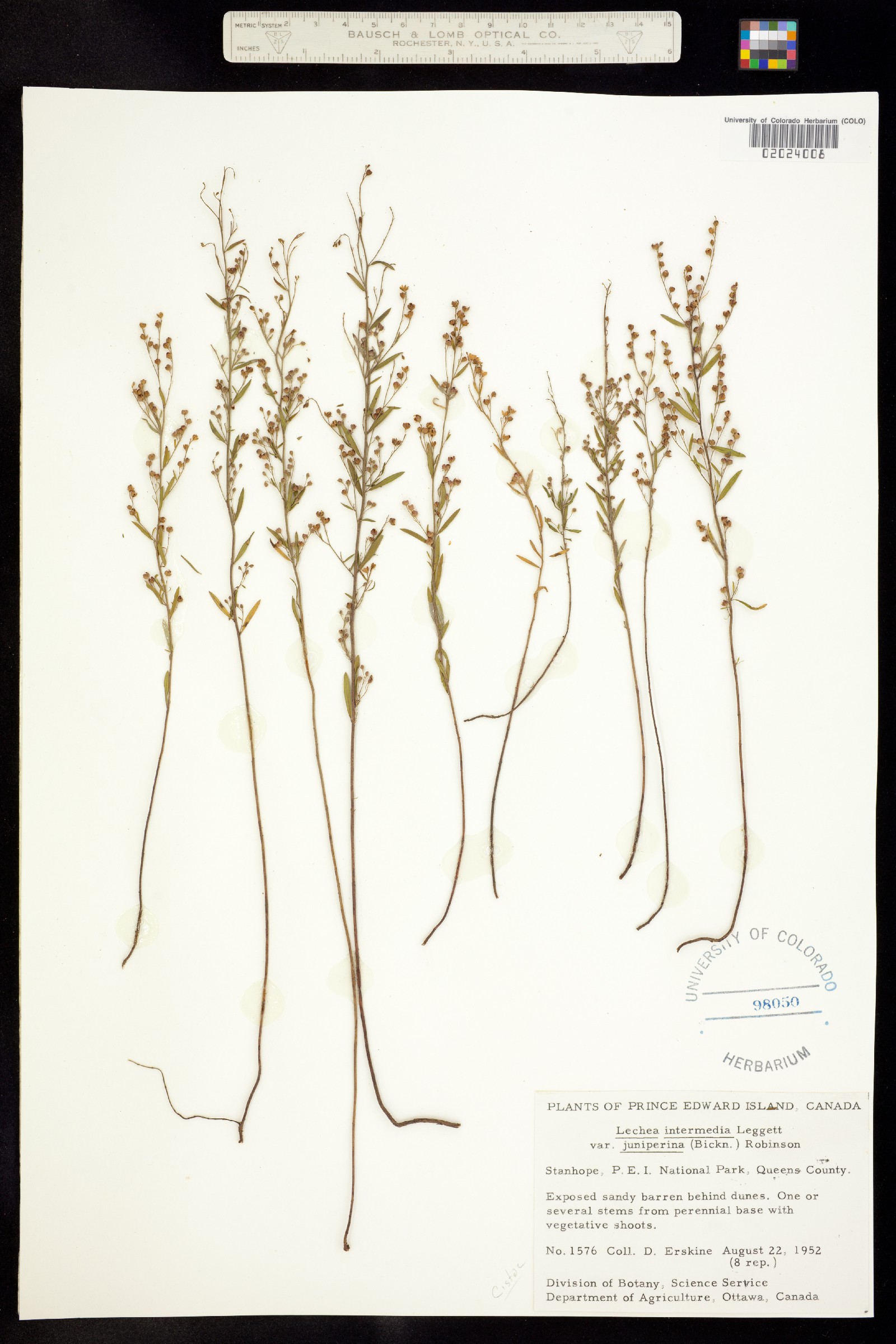 Lechea intermedia image