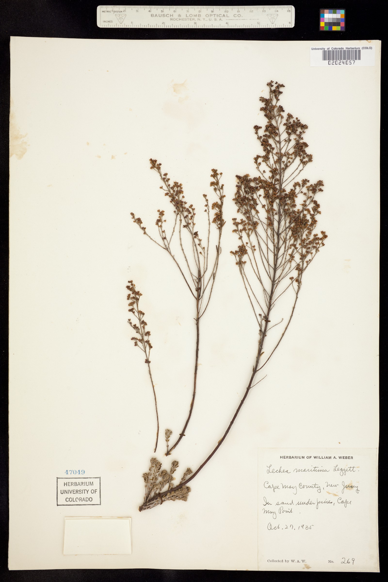 Lechea maritima image