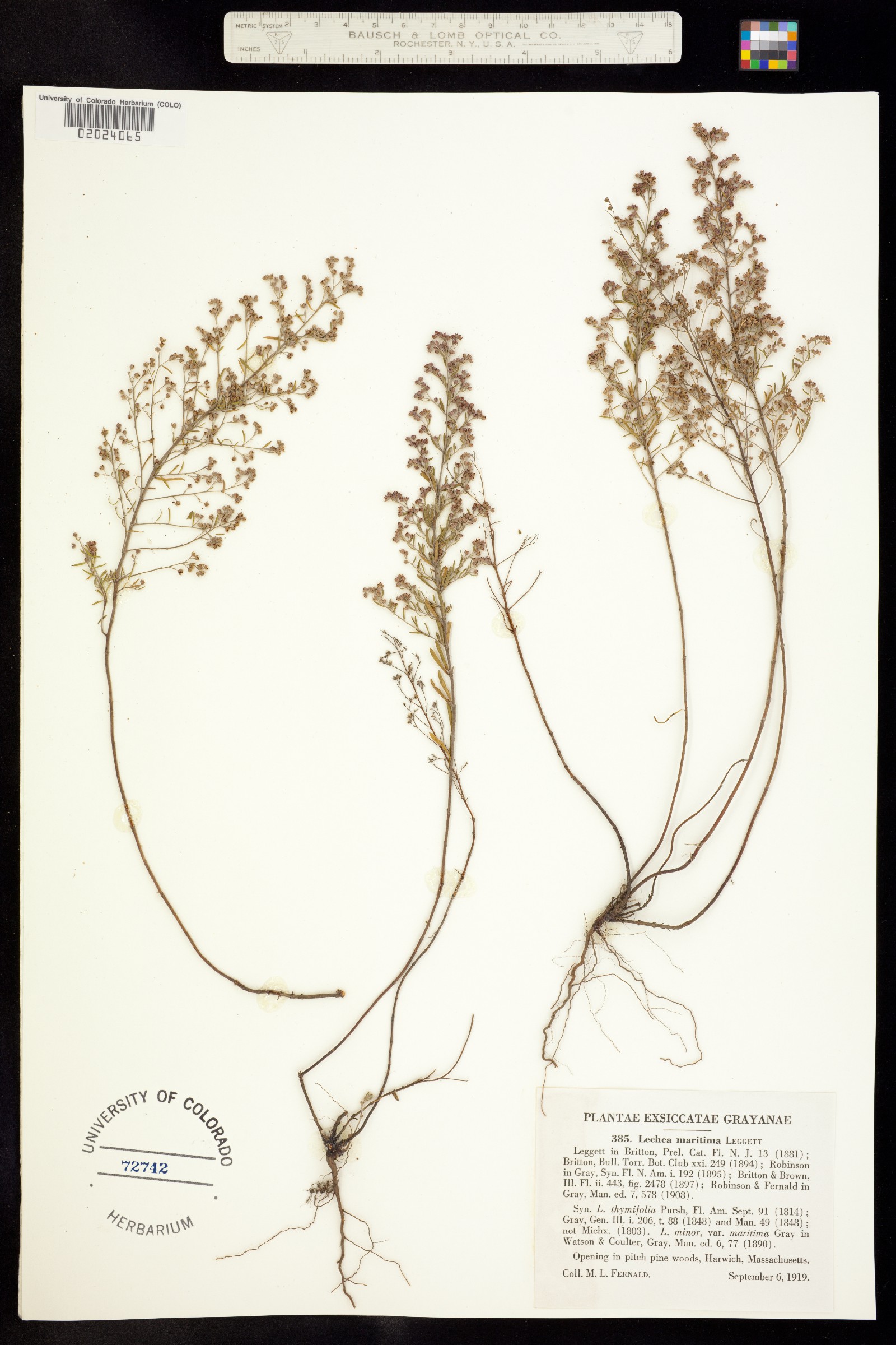 Lechea maritima image