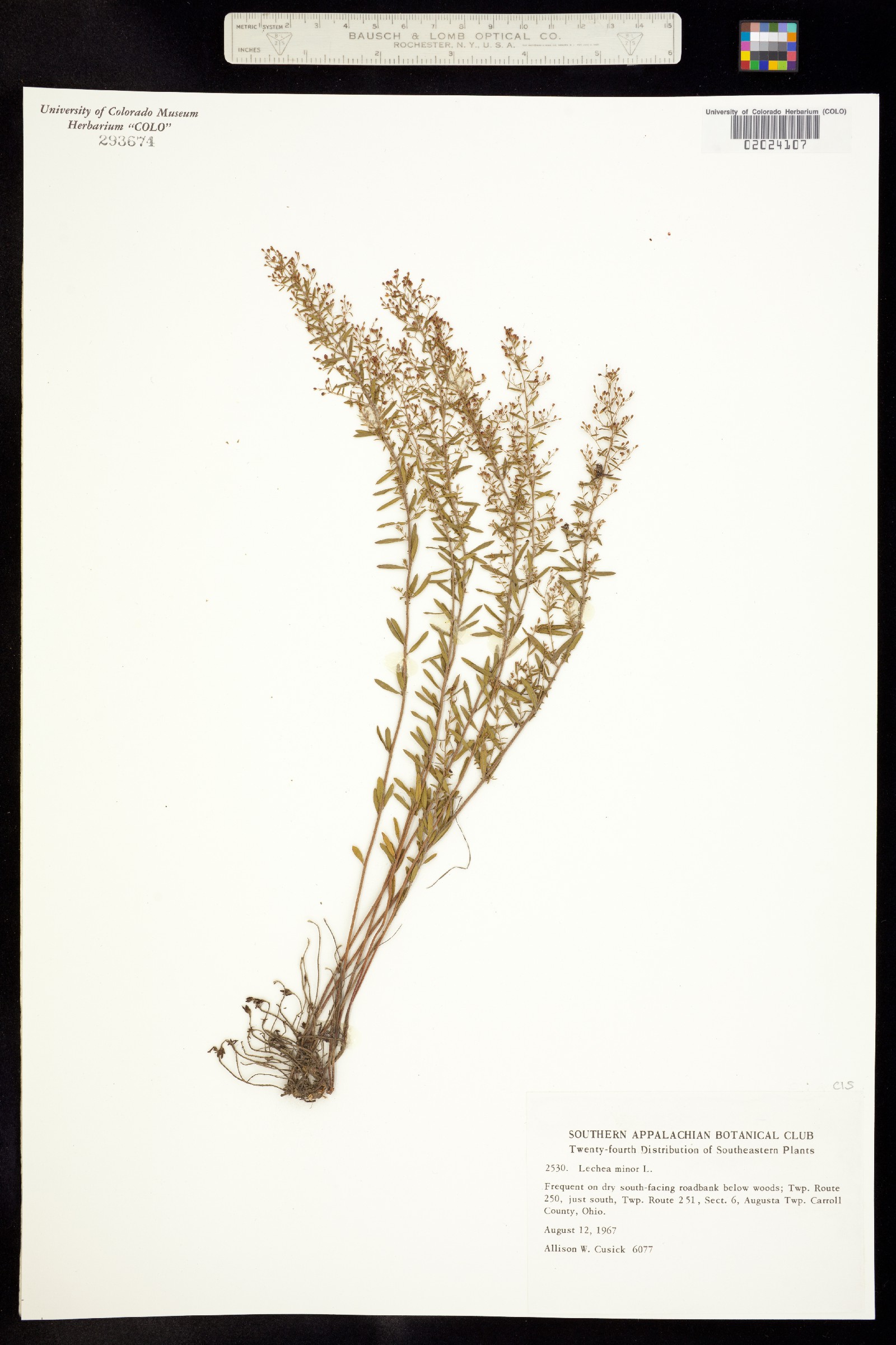 Lechea minor image