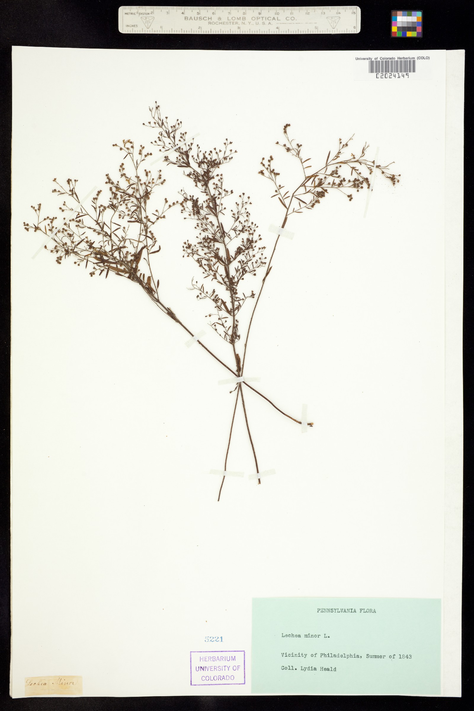 Lechea minor image