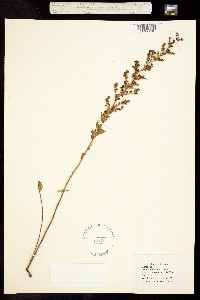 Image of Lechea mucronata