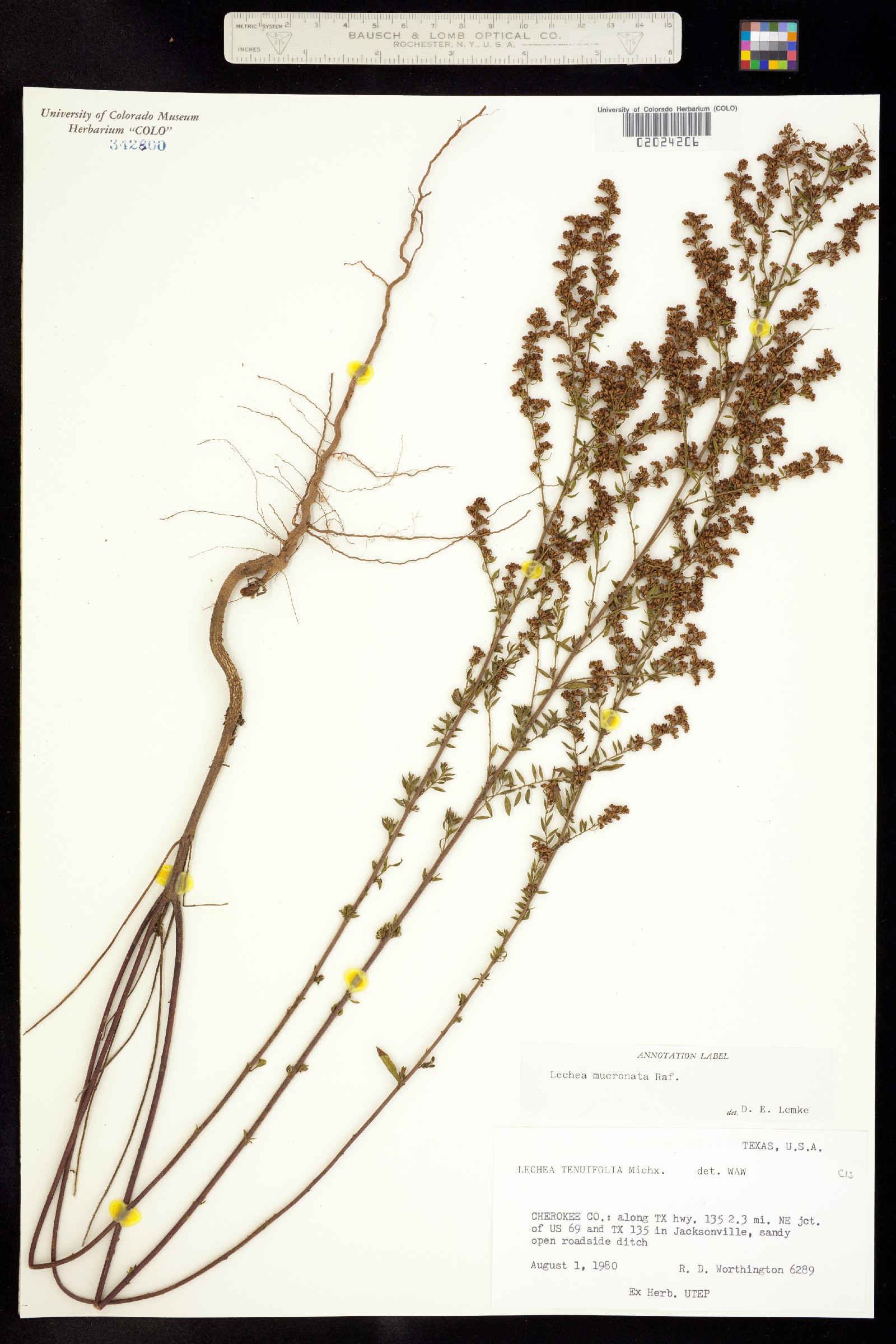 Lechea mucronata image