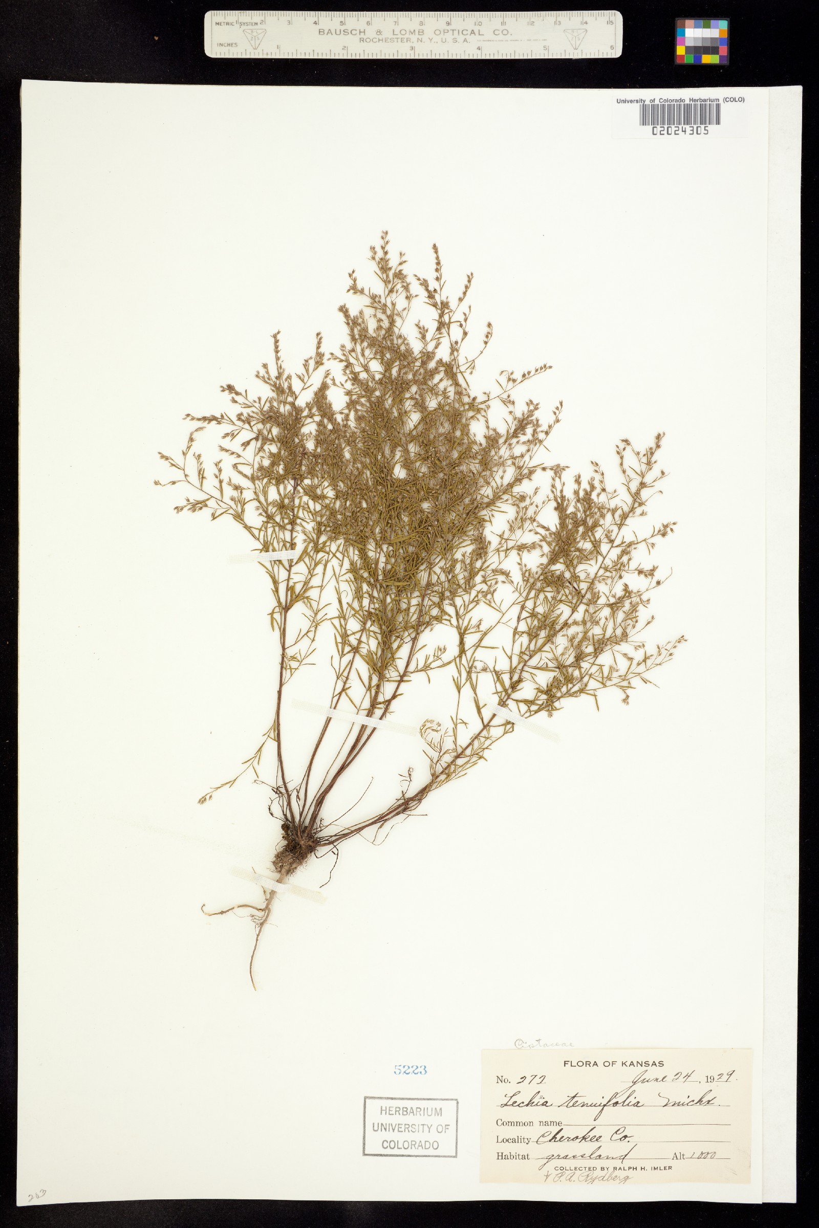 Lechea tenuifolia image