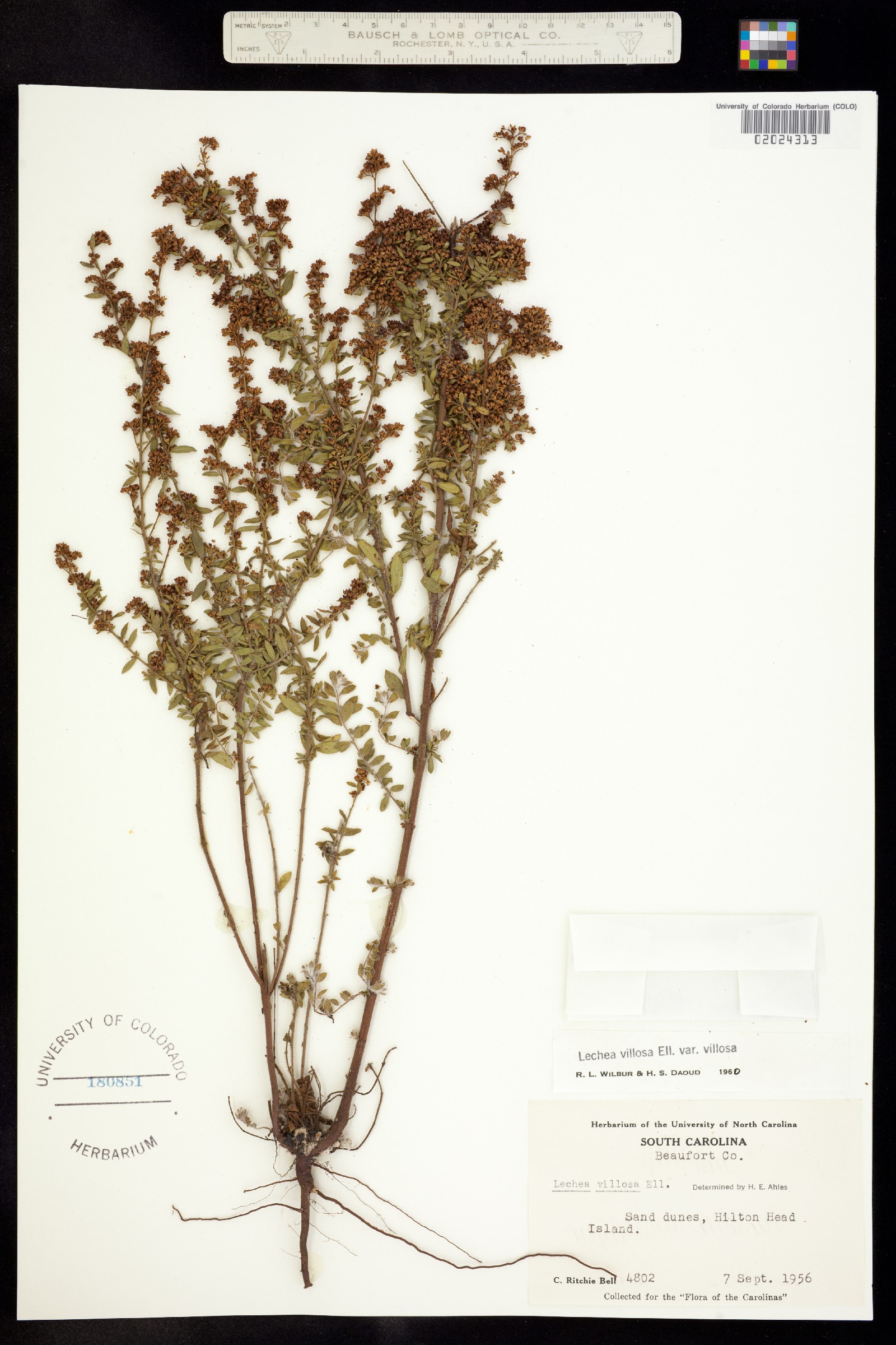 Lechea mucronata image