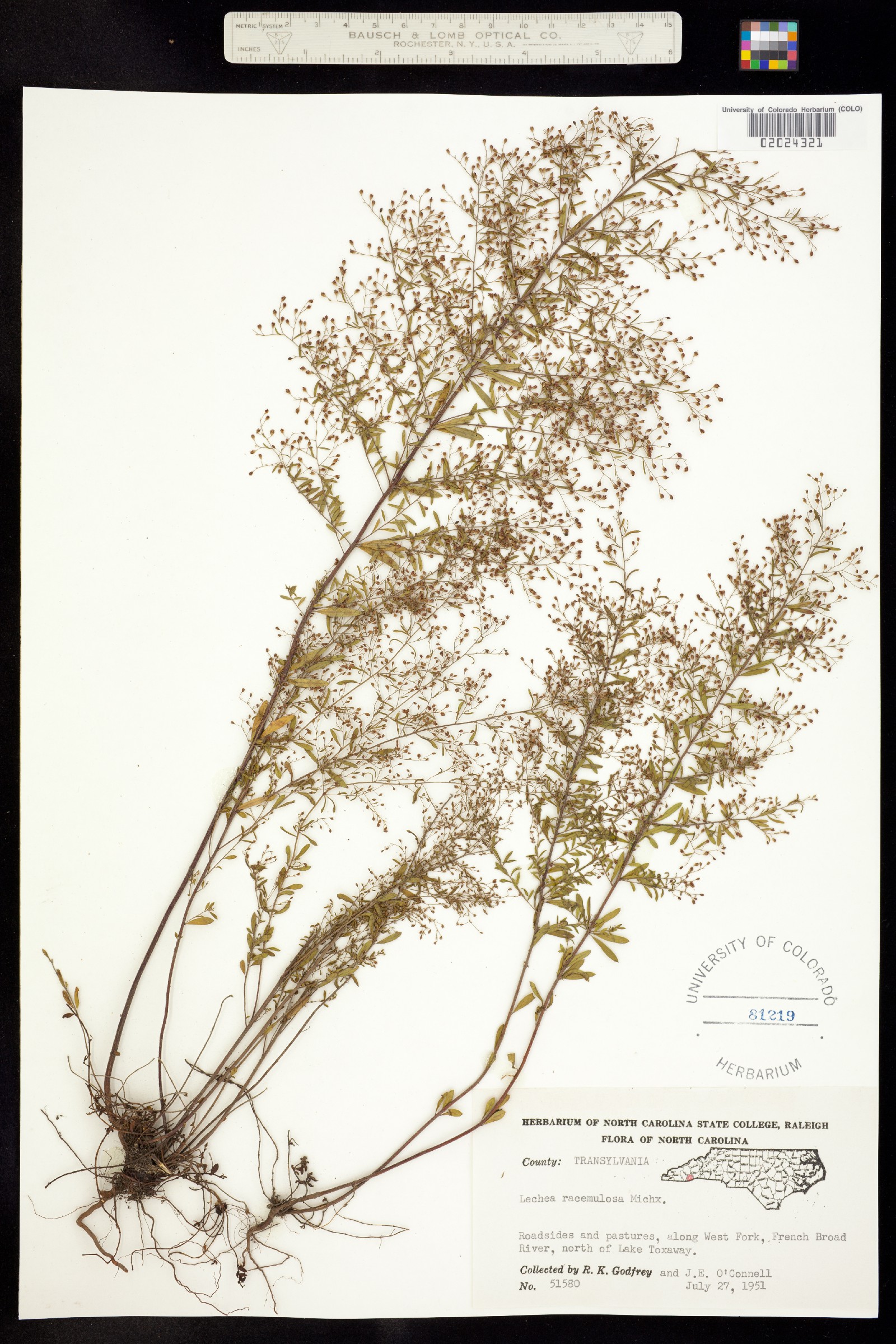 Lechea racemulosa image