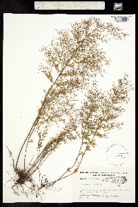 Image of Lechea racemulosa