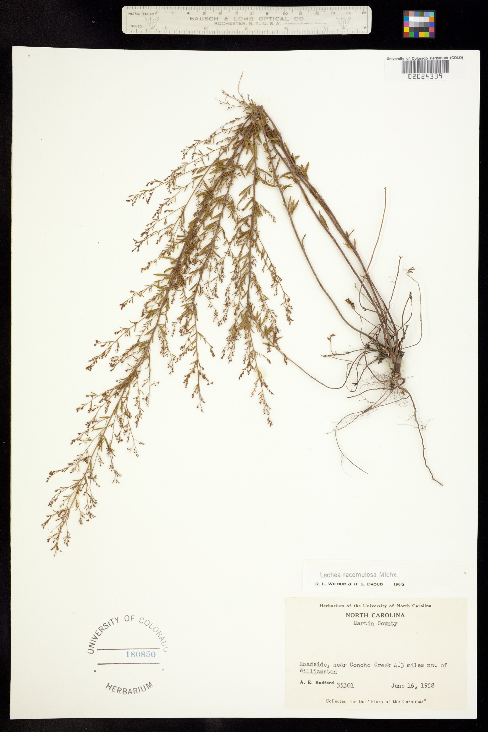 Lechea racemulosa image