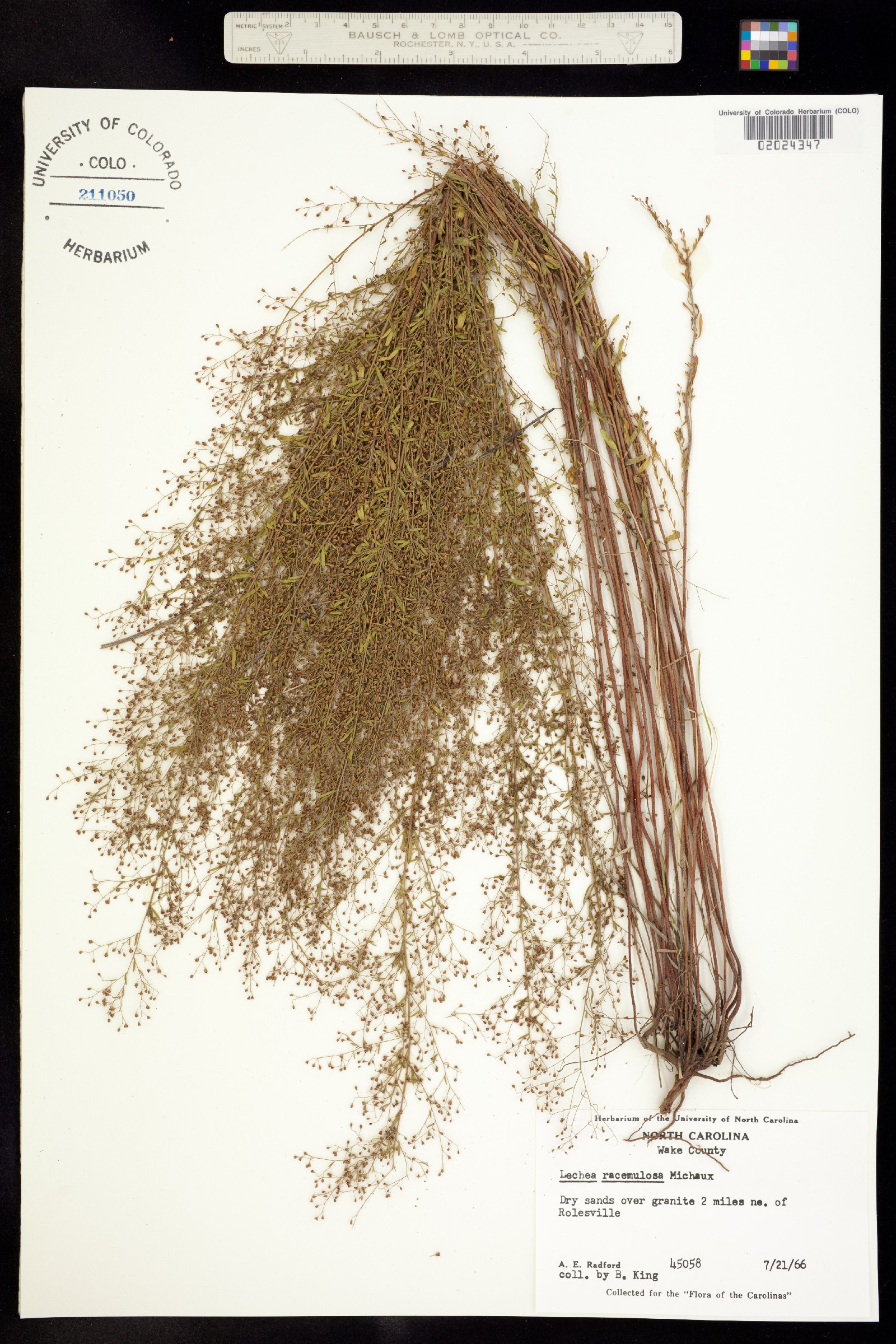 Lechea racemulosa image