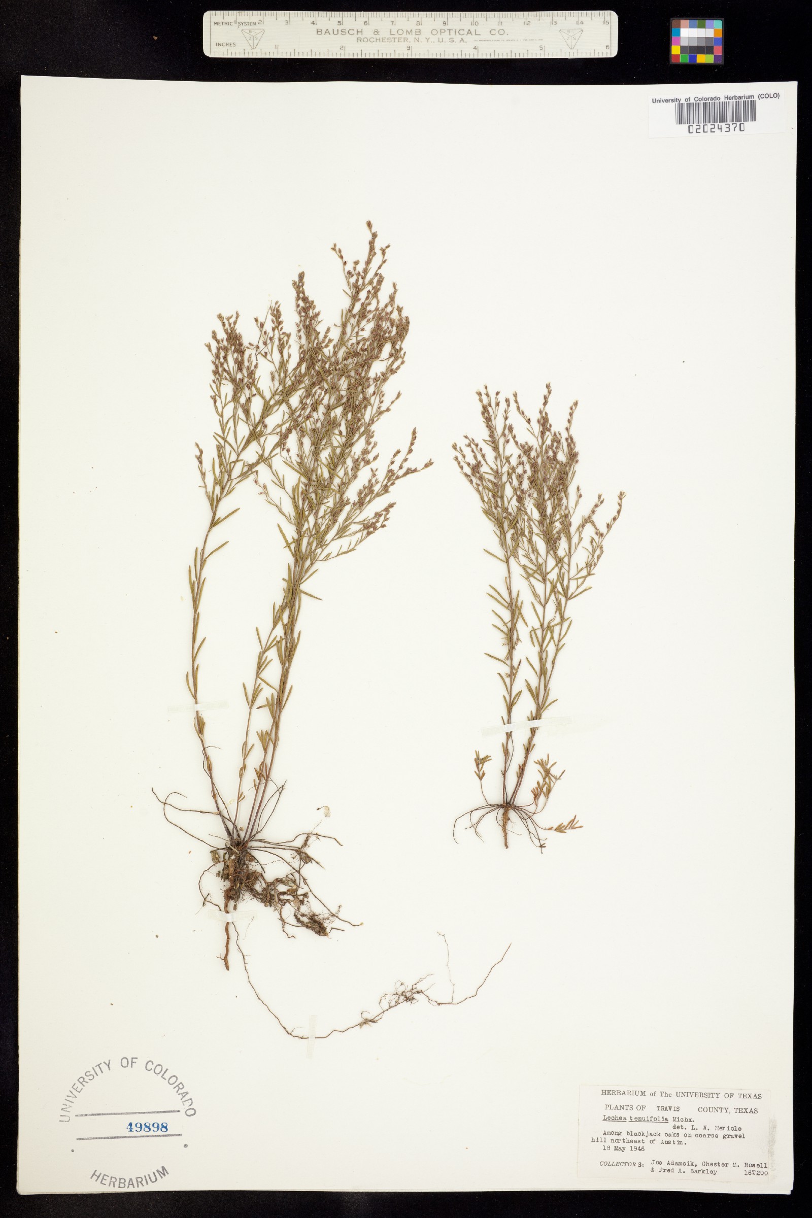 Lechea tenuifolia image