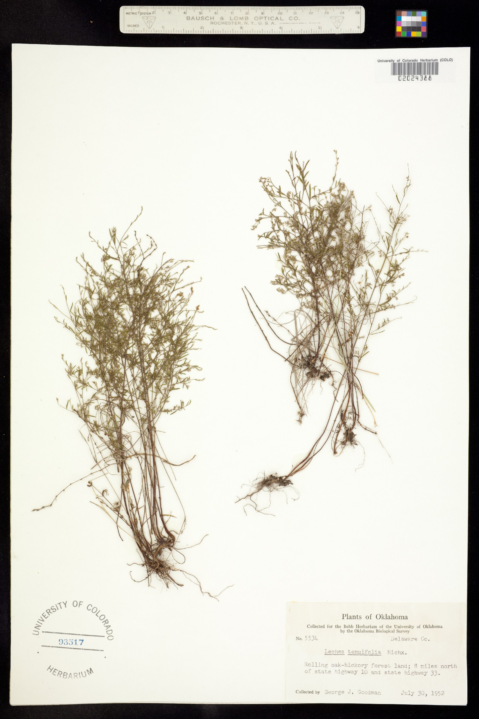 Lechea tenuifolia image