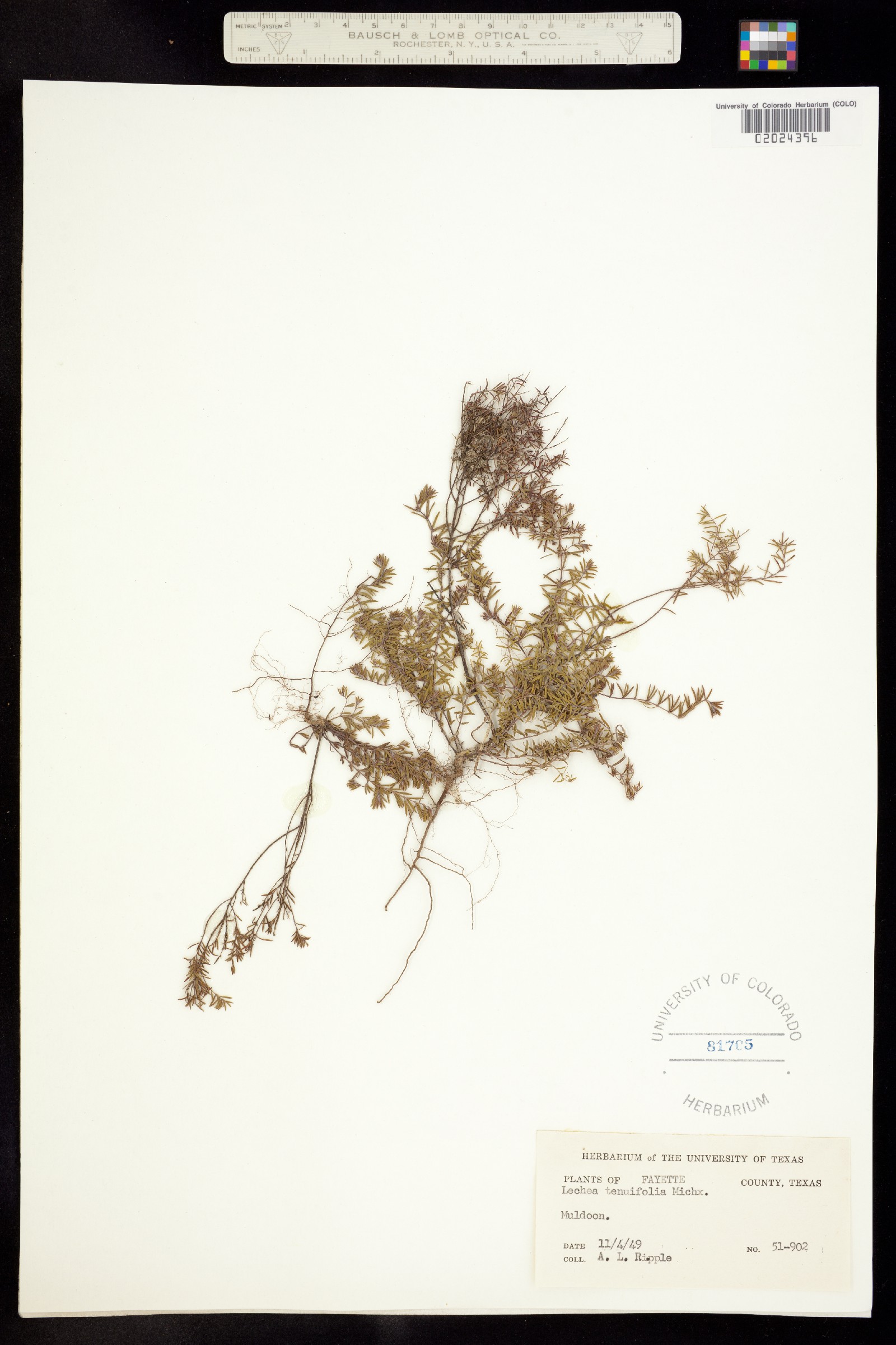 Lechea tenuifolia image