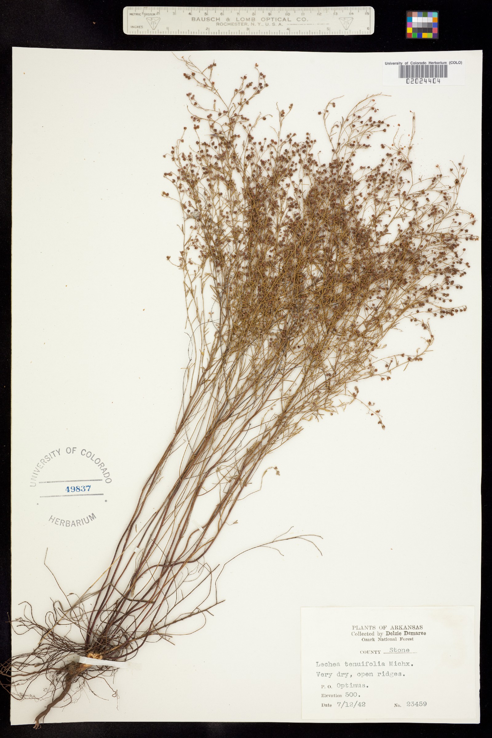 Cistaceae image