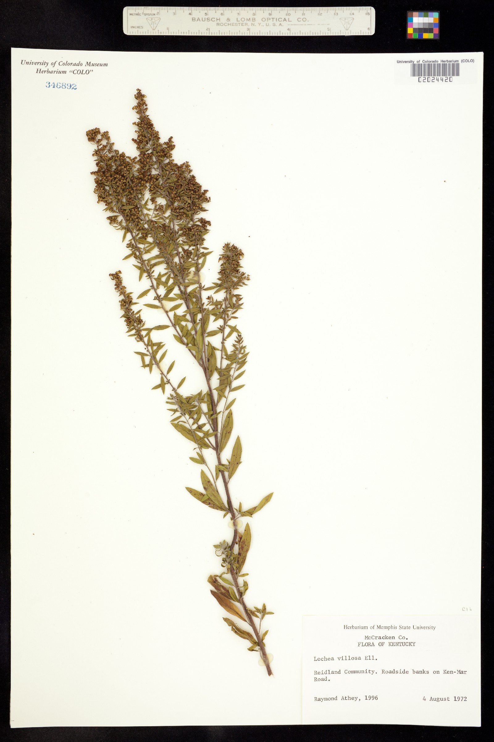 Lechea mucronata image