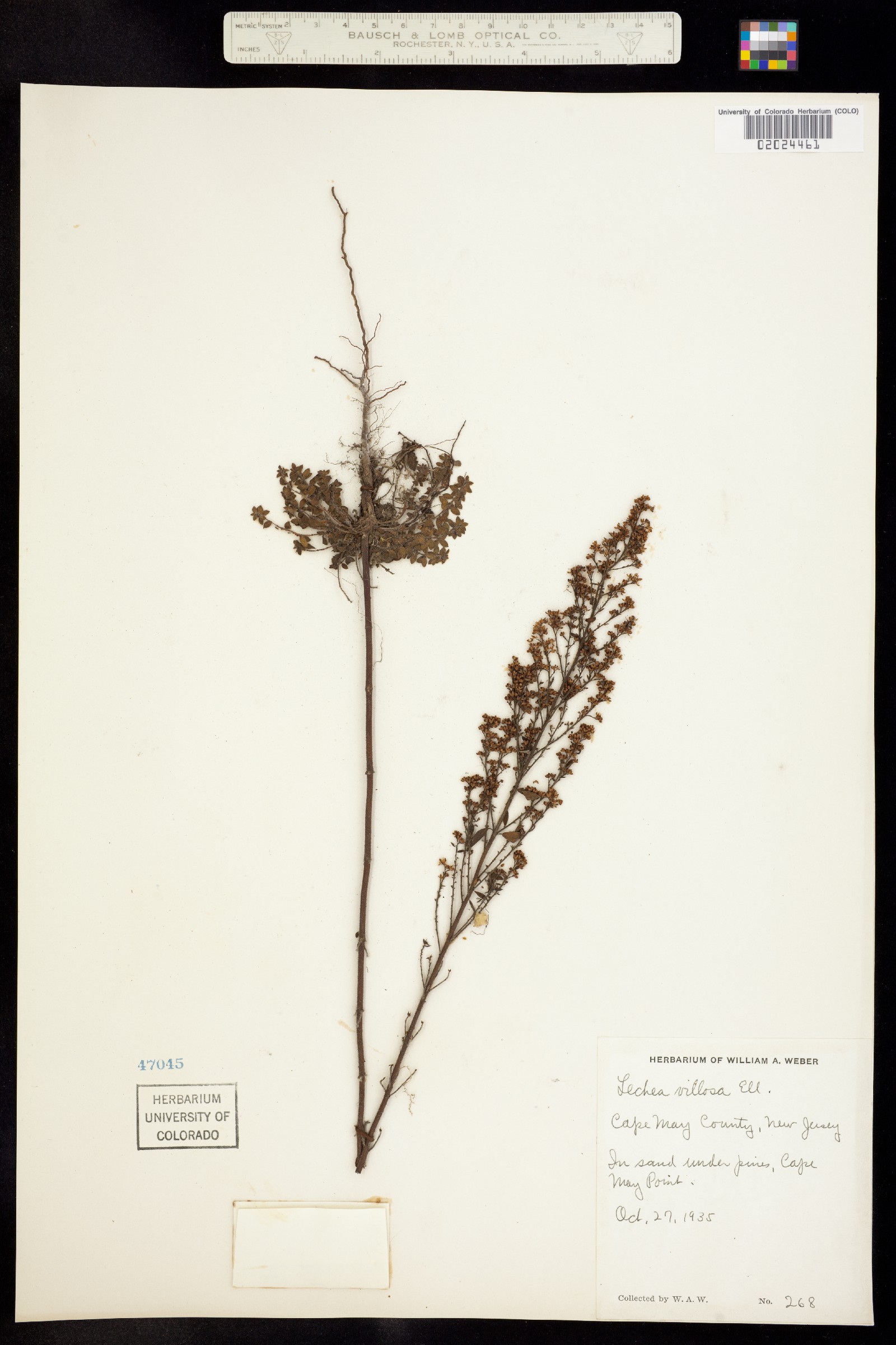 Lechea mucronata image