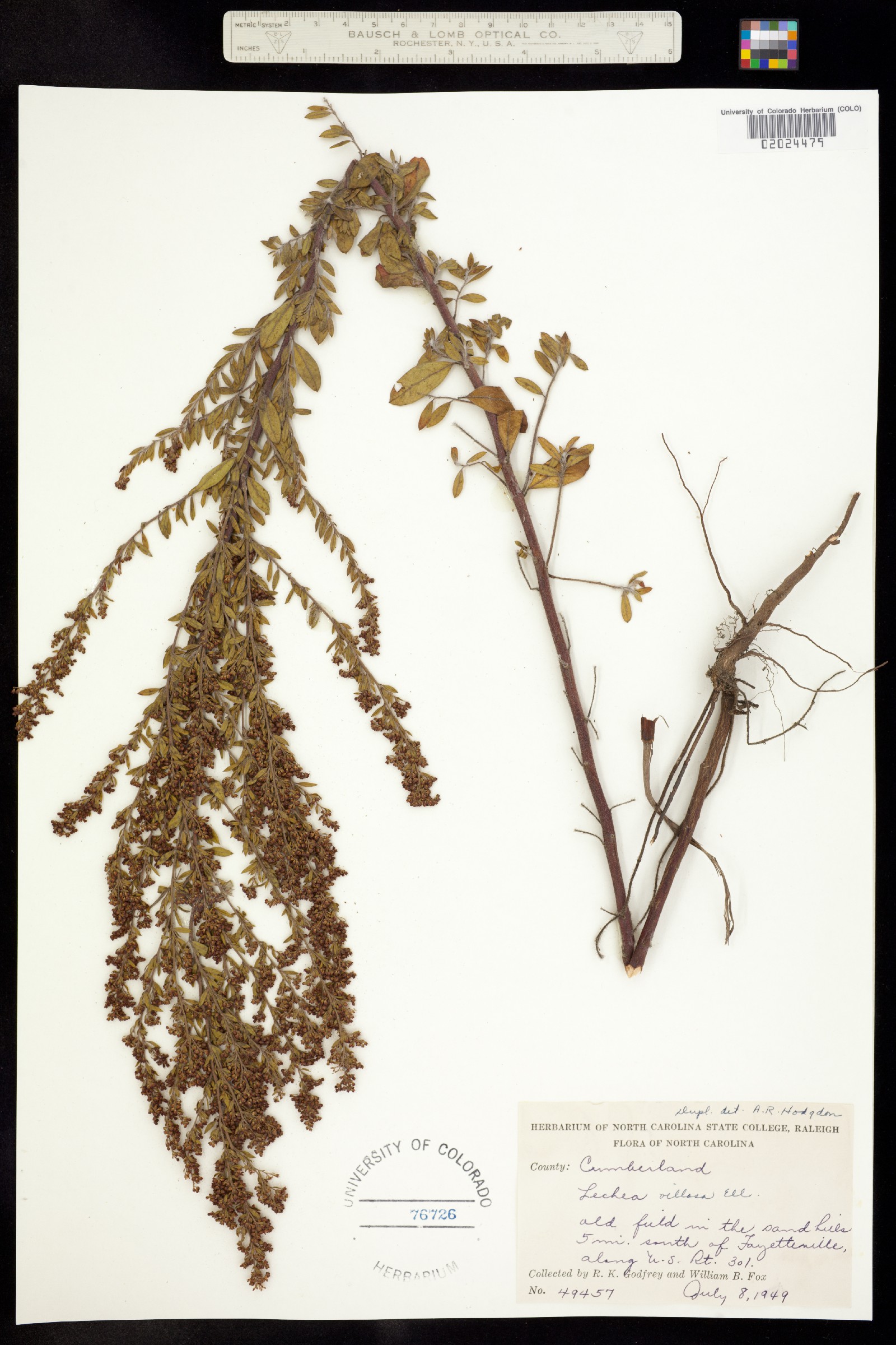Lechea mucronata image