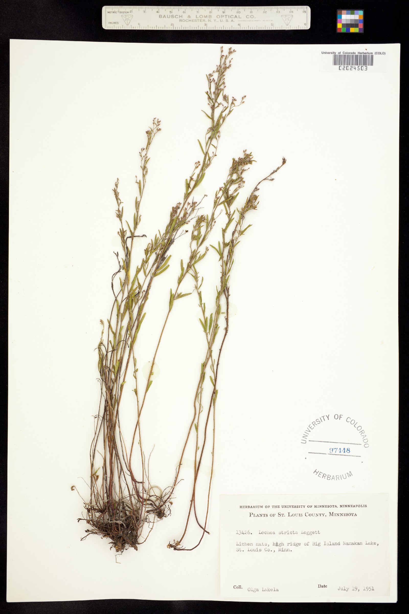 Lechea stricta image