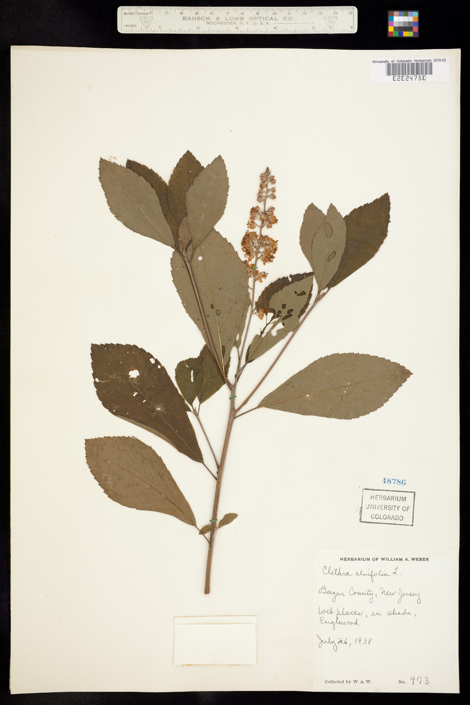 Clethra image