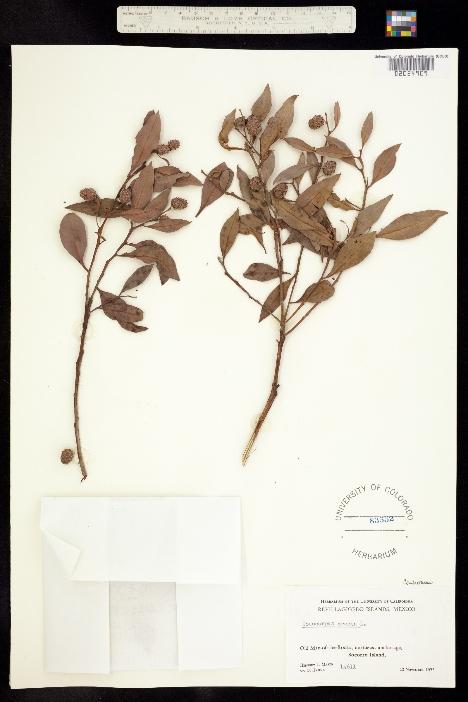 Conocarpus image