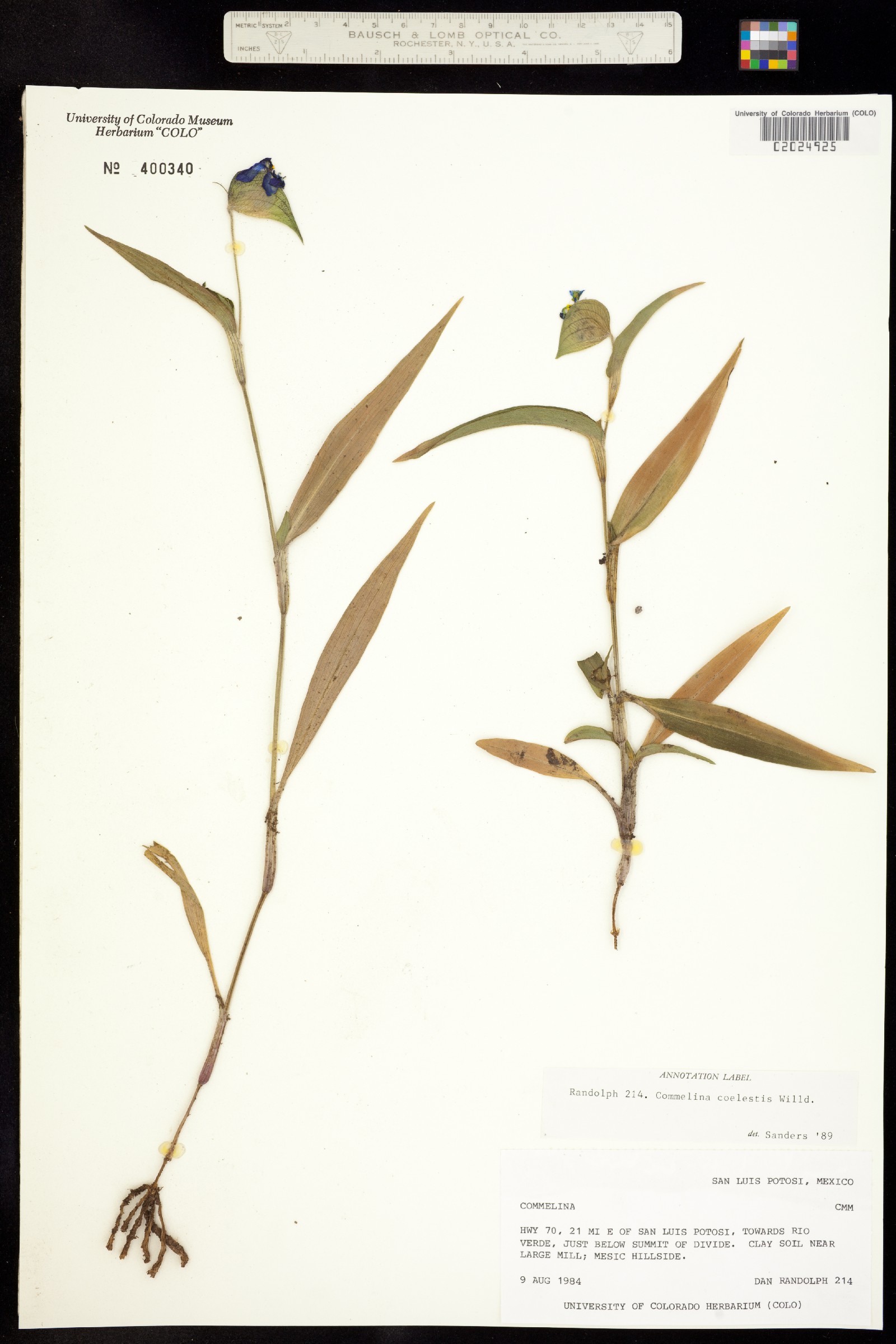 Commelina coelestis image