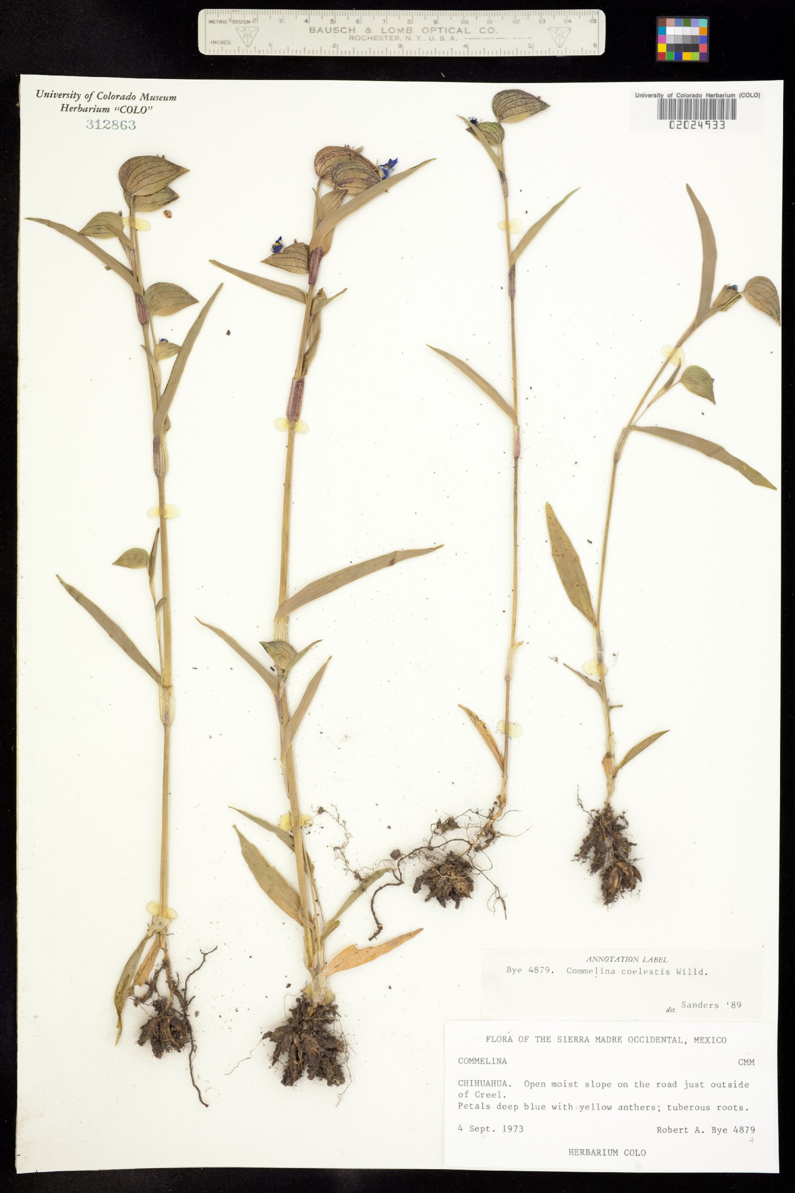 Commelina coelestis image