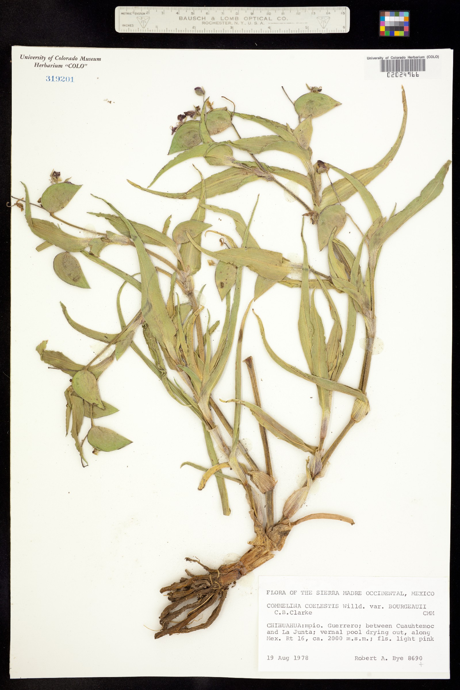 Commelina coelestis image