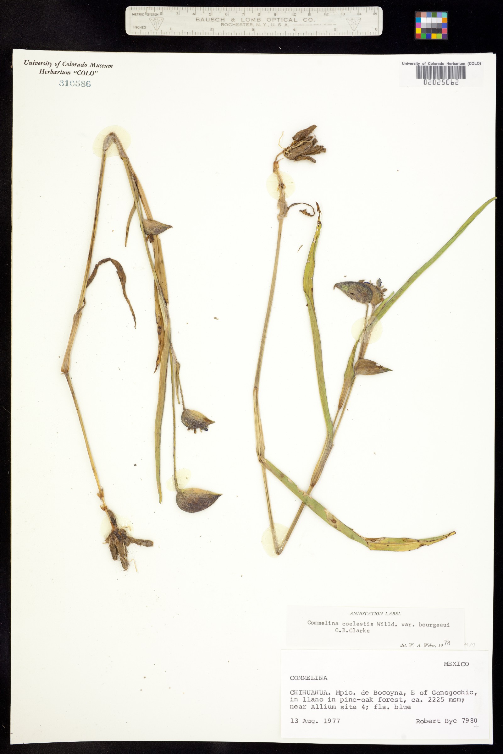 Commelina coelestis image