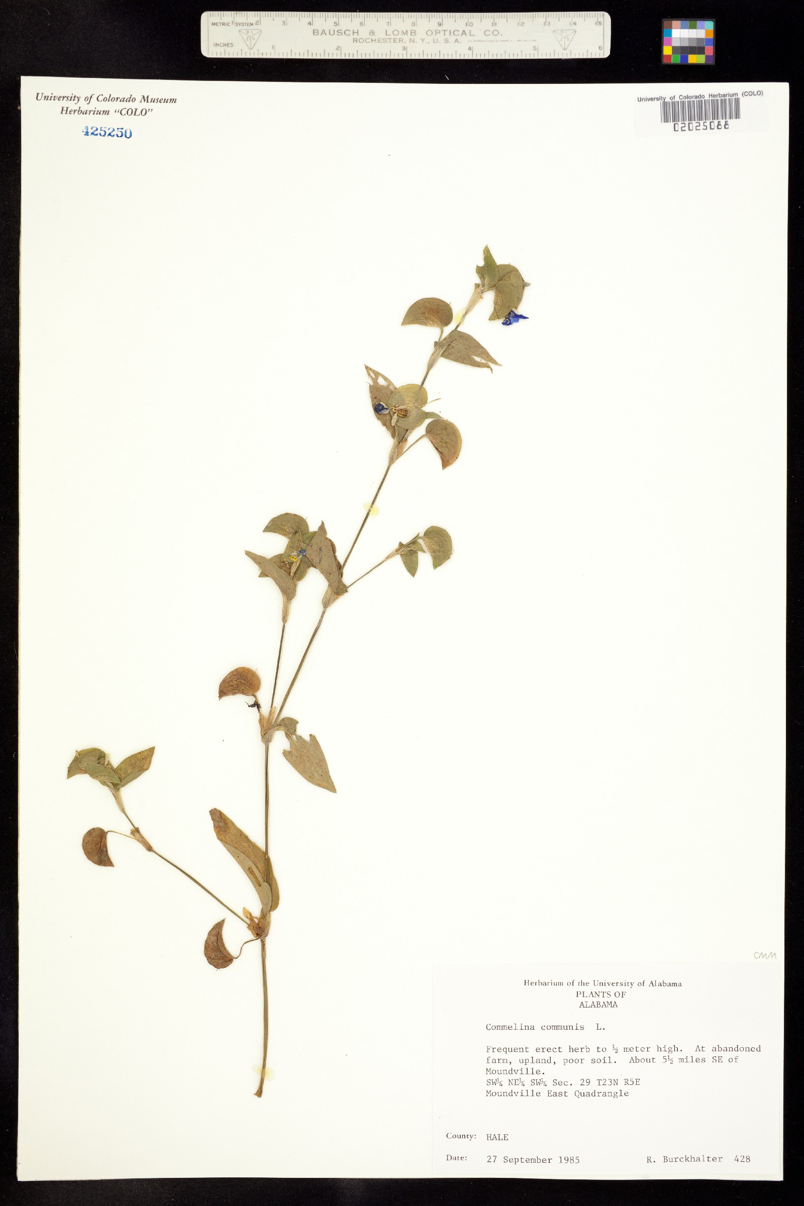 Commelina communis image