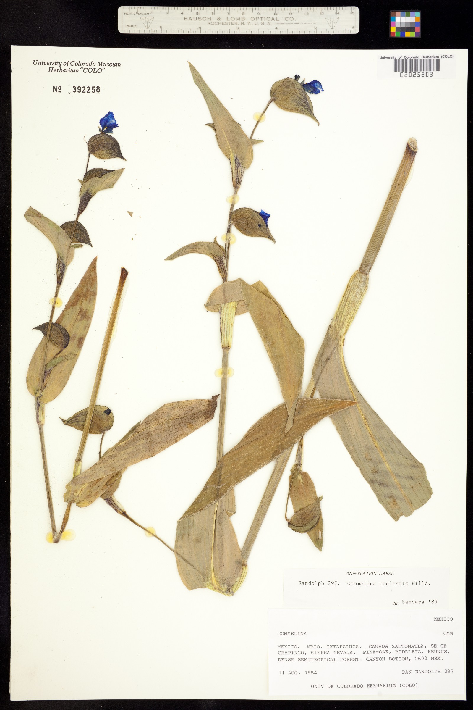 Commelina coelestis image